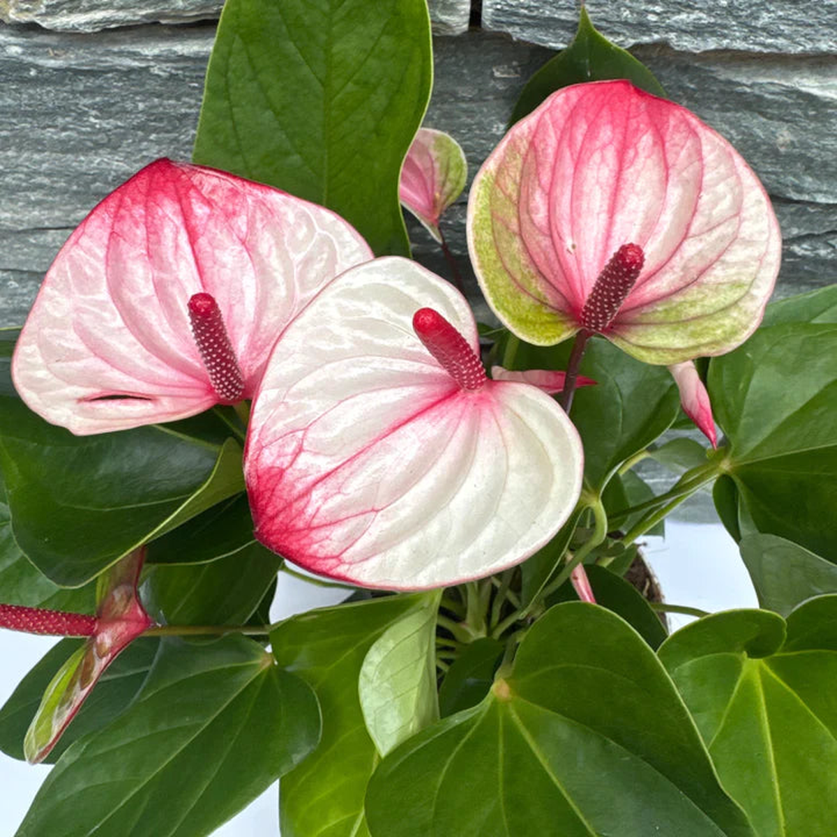 Anthurium White Red Flower Seeds for Planting Heirloom Non-GMO, High Germination Organic Garden Seeds