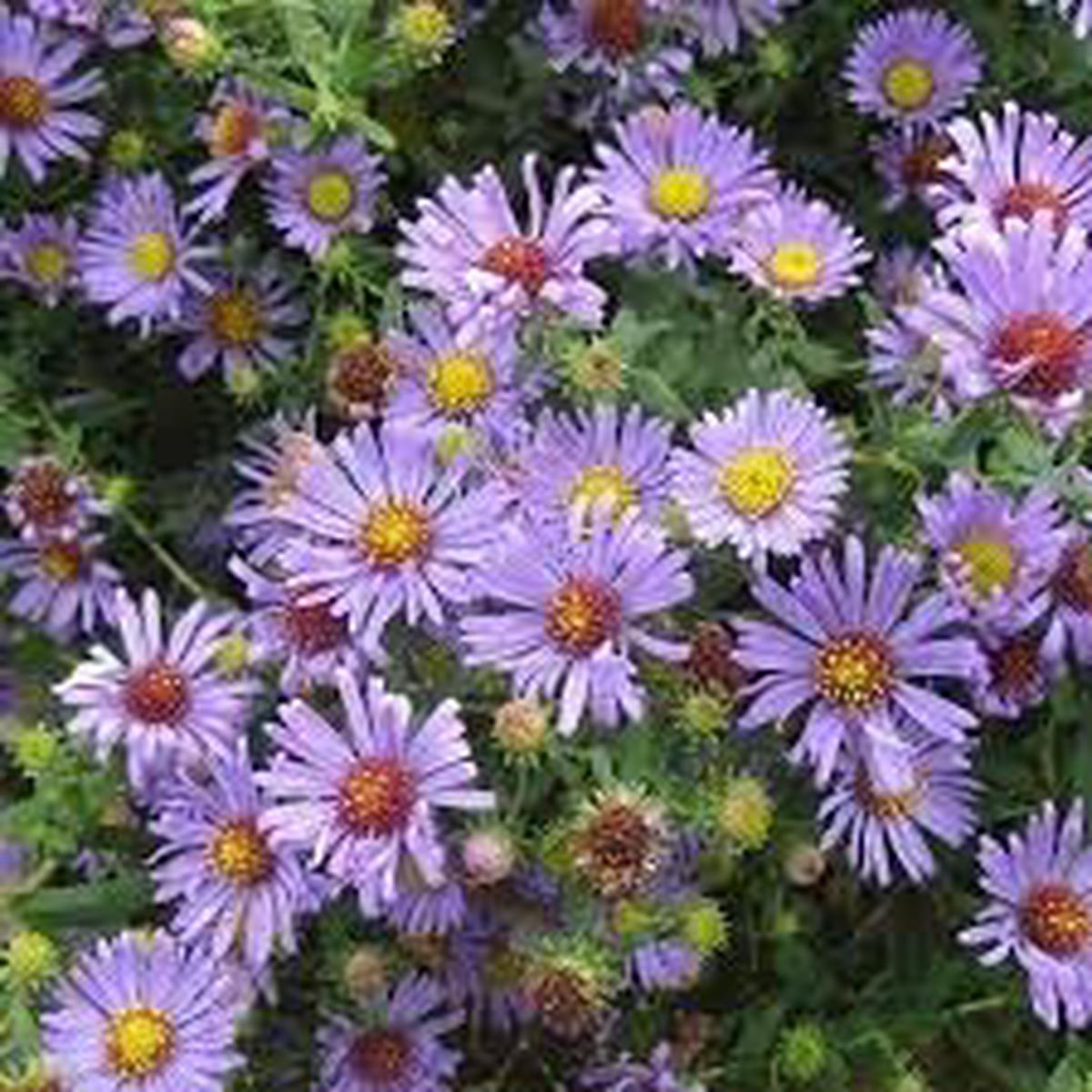 Aromatic Aster Flower Seeds  Heirloom, Non-GMO, Colorful Display Organic Garden Seeds for Planting