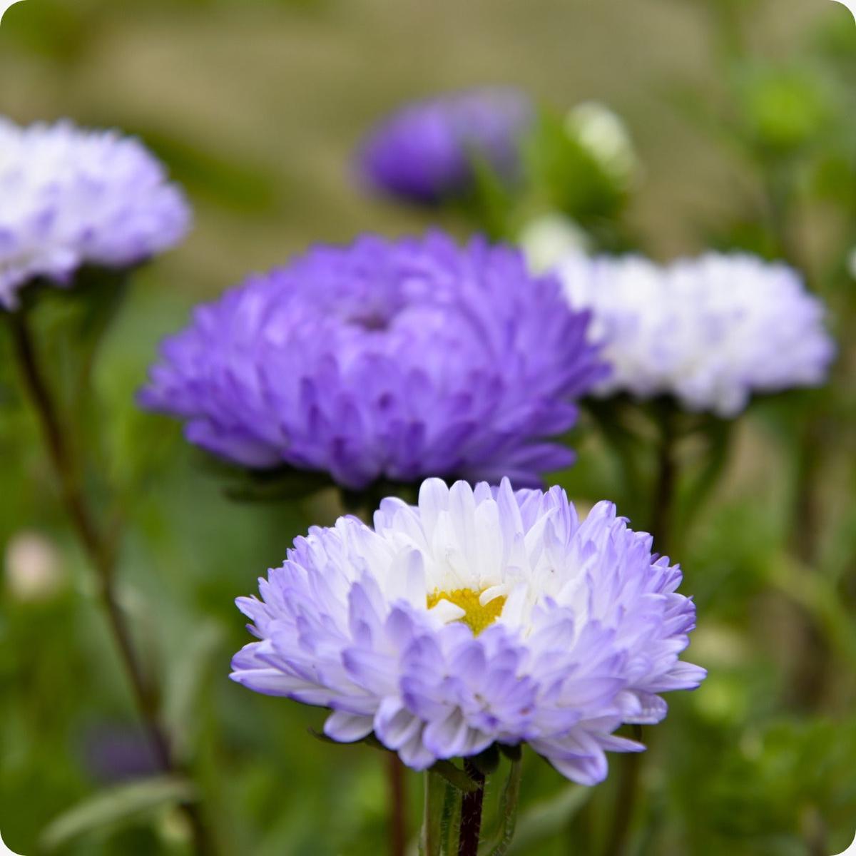 Aster Seeds - Tower Silver