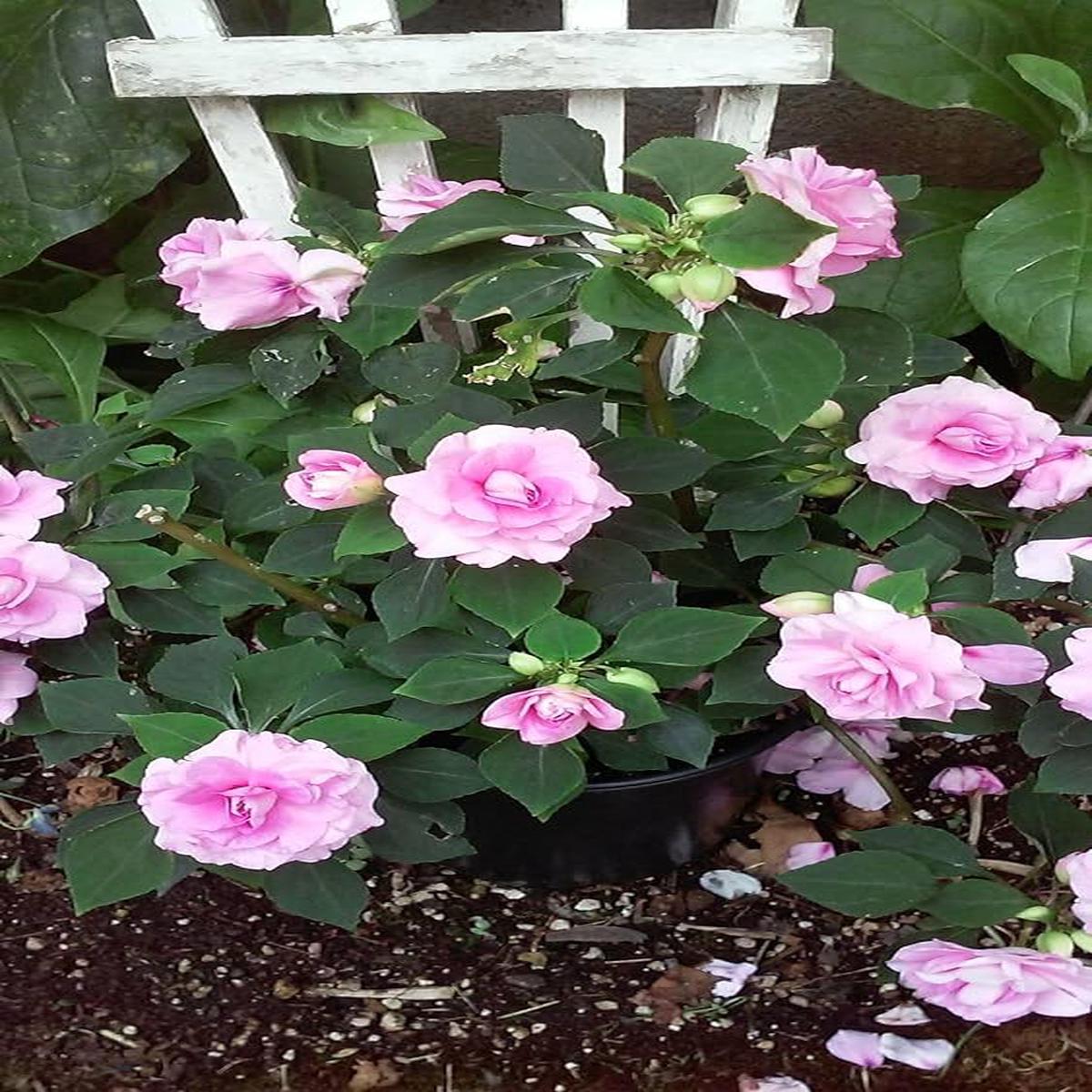 Baby Pink Balsam Flower seeds for Planting – Perfect for Borders, Heirloom & GMO Free Seeds for Home Garden