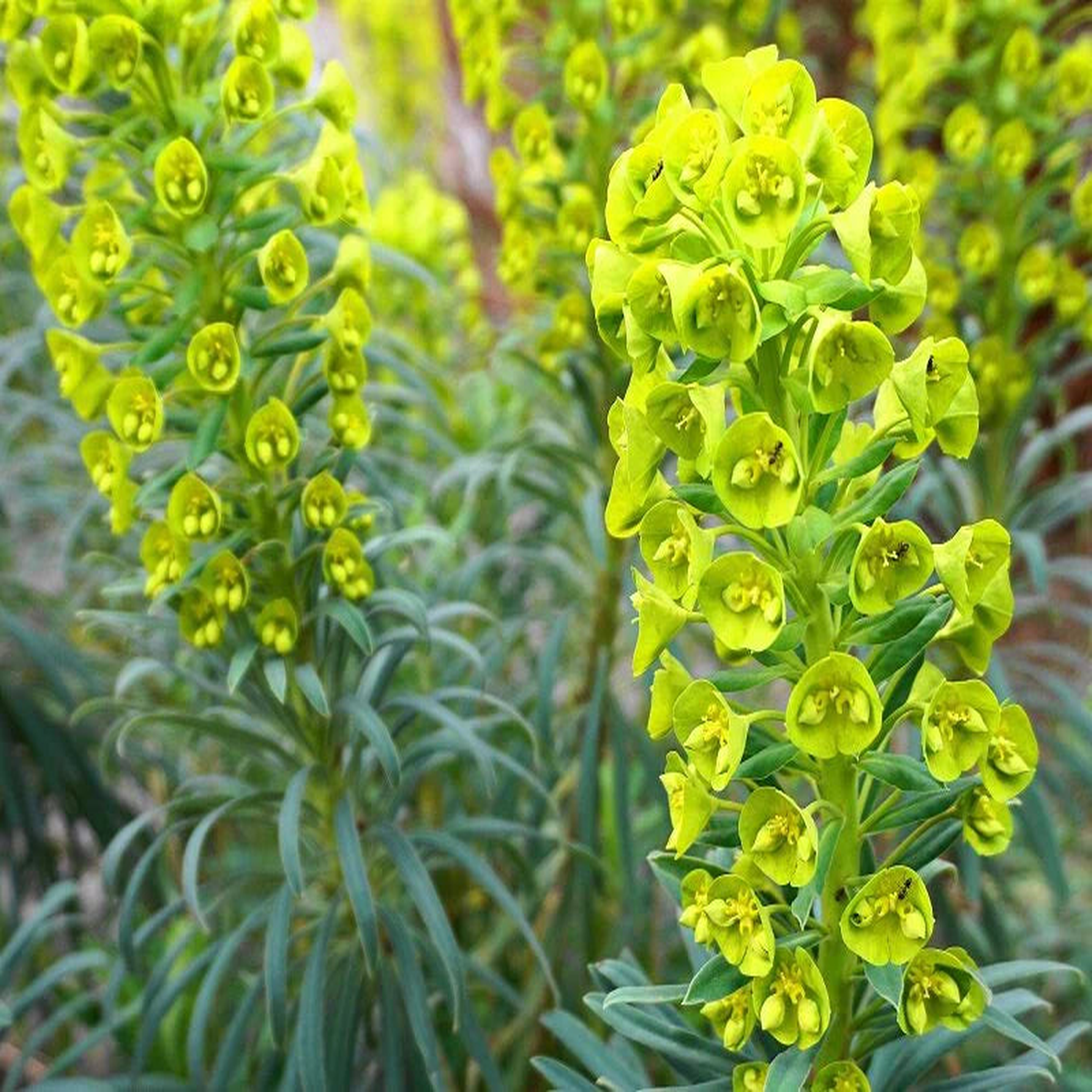 Bell Green Flower Seeds – Ideal for Planting