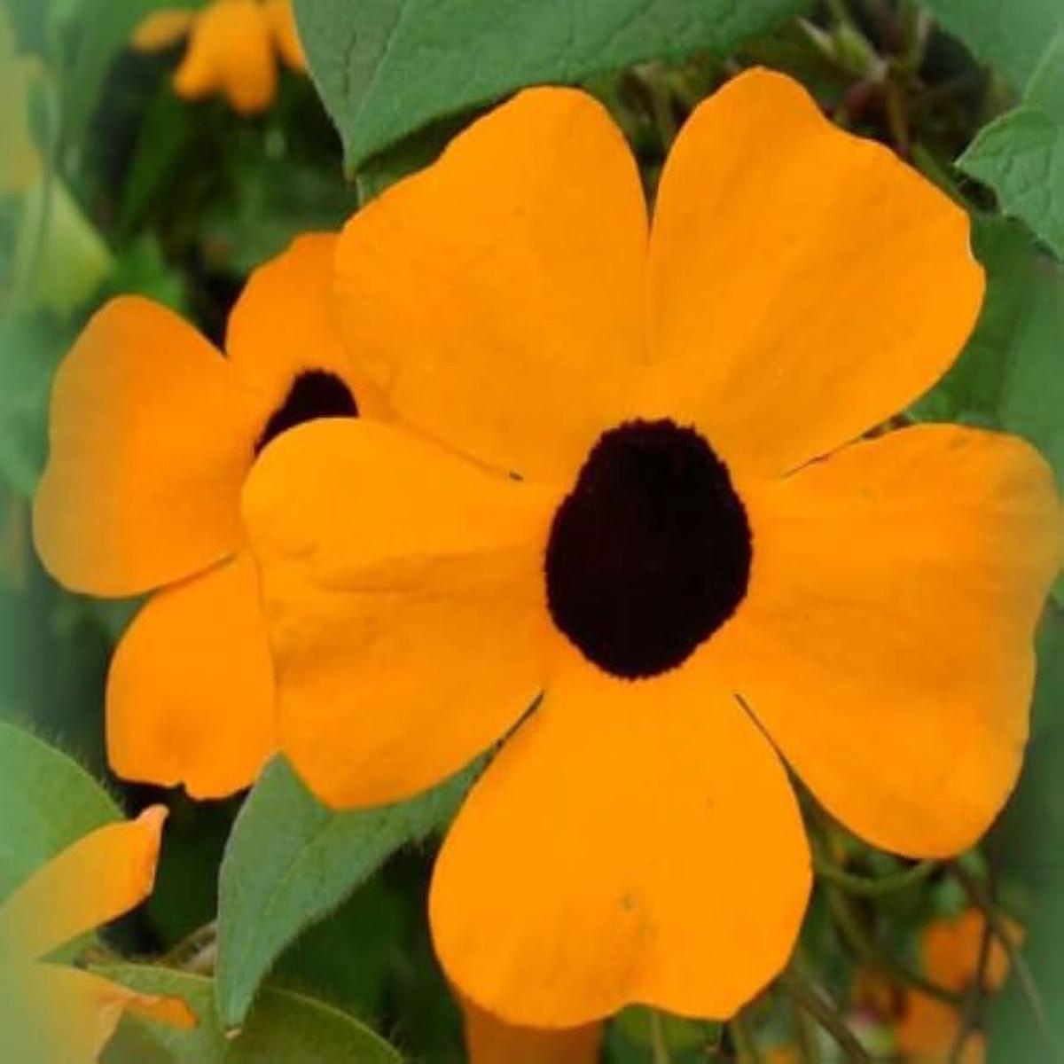 Black Eyed Susan Vine Seeds Fast-Growing Flower for Bees and Butterflies