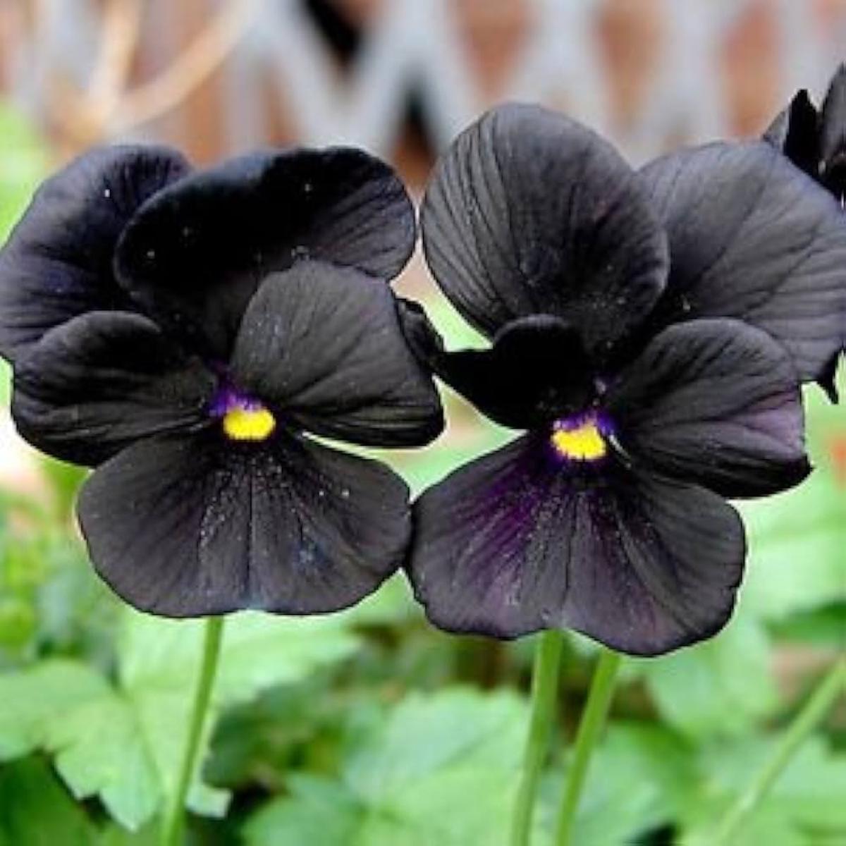 Black Pansy Viola tricolor Seeds for Planting – Perfect for Flower Bed & Urban Garden