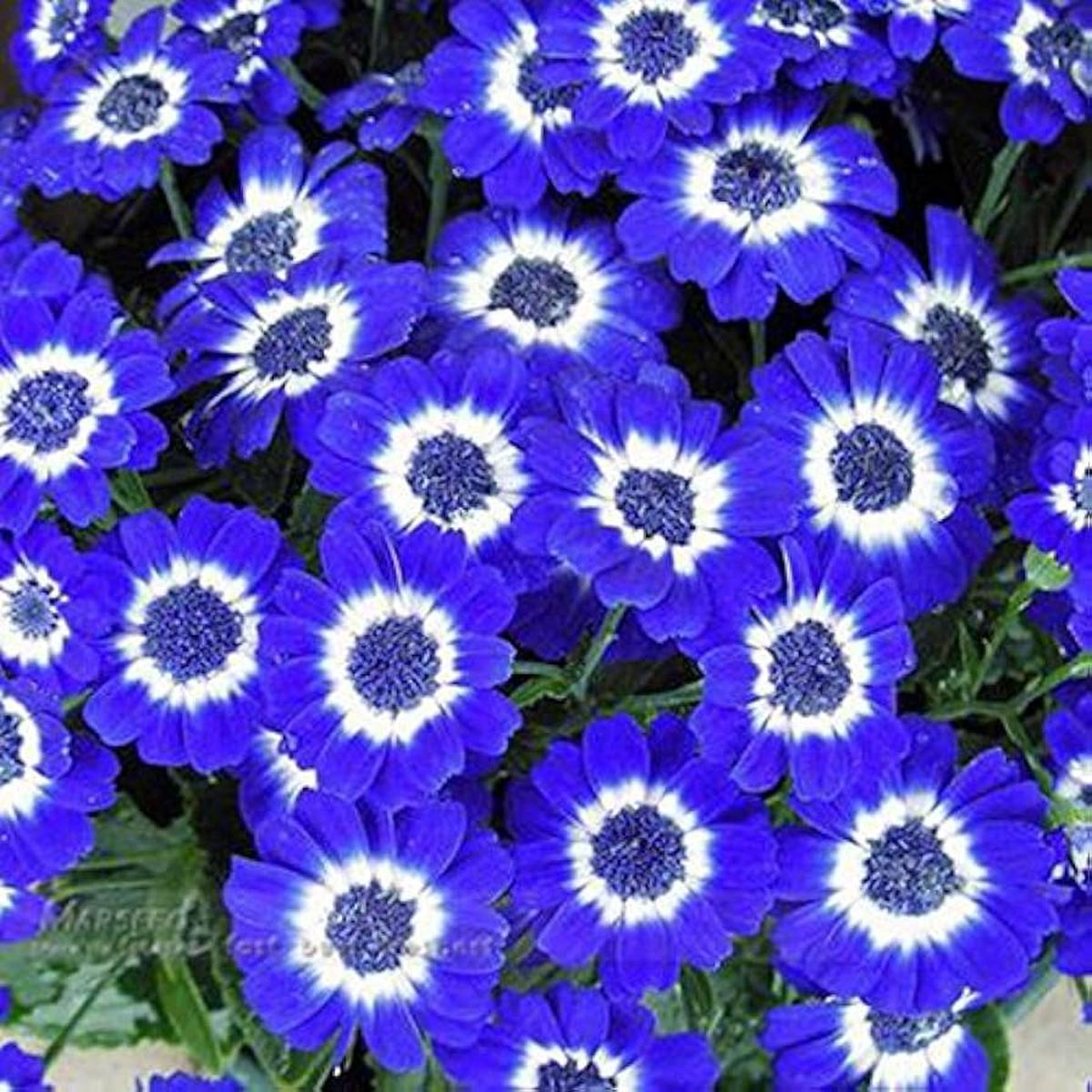 Blue Daisy Seeds  Hardy Plants for Exotic, Decorative Garden Flowers