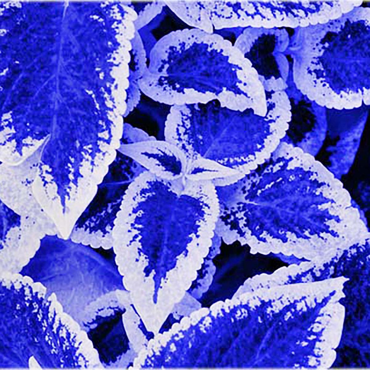 Blue Dragon Coleus Flower Seeds for Planting Wildflower Mix, Heirloom & Non-GMO Home Garden Seeds