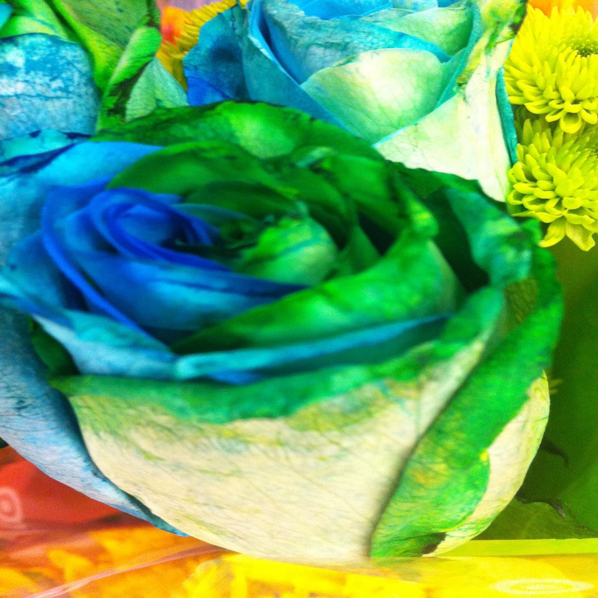 Blue Green Rose Flower Seeds for Planting  Cut Flower Favorite, Heirloom, Non-GMO, High Germination Organic Garden Seeds