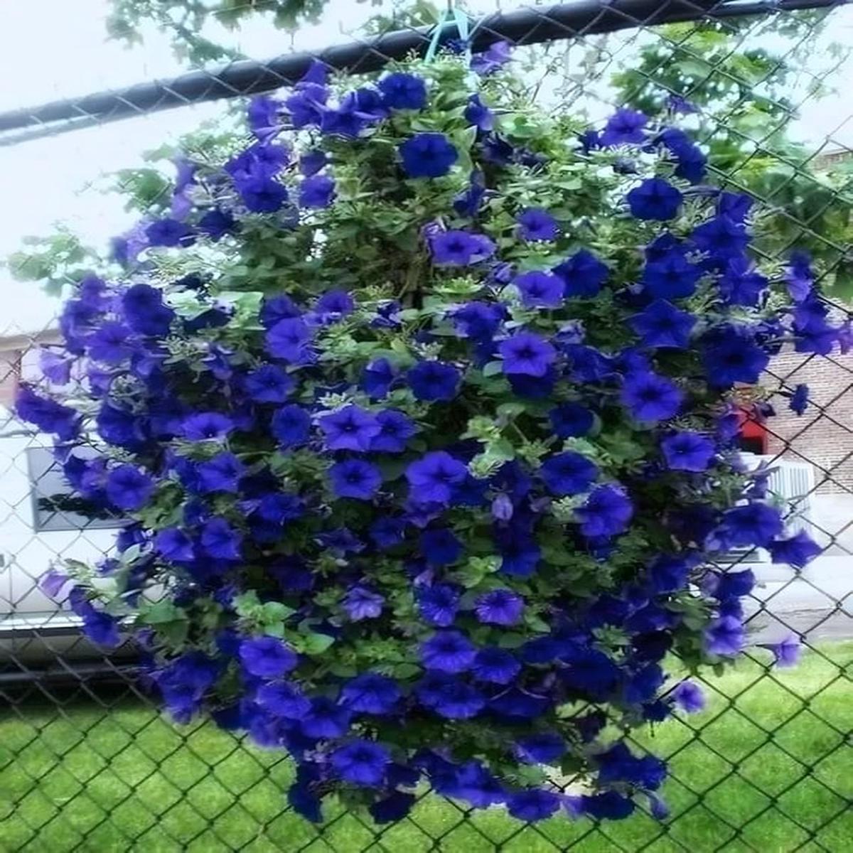 Blue Hanging Petunia Flower Seeds for Planting  Heirloom, Non-GMO, High Germination Organic Garden Seeds