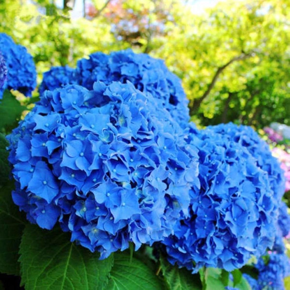 Blue Hydrangea Hydrangea Macrophylla Seeds for Planting – Ideal for Flower Bed & Home Garden