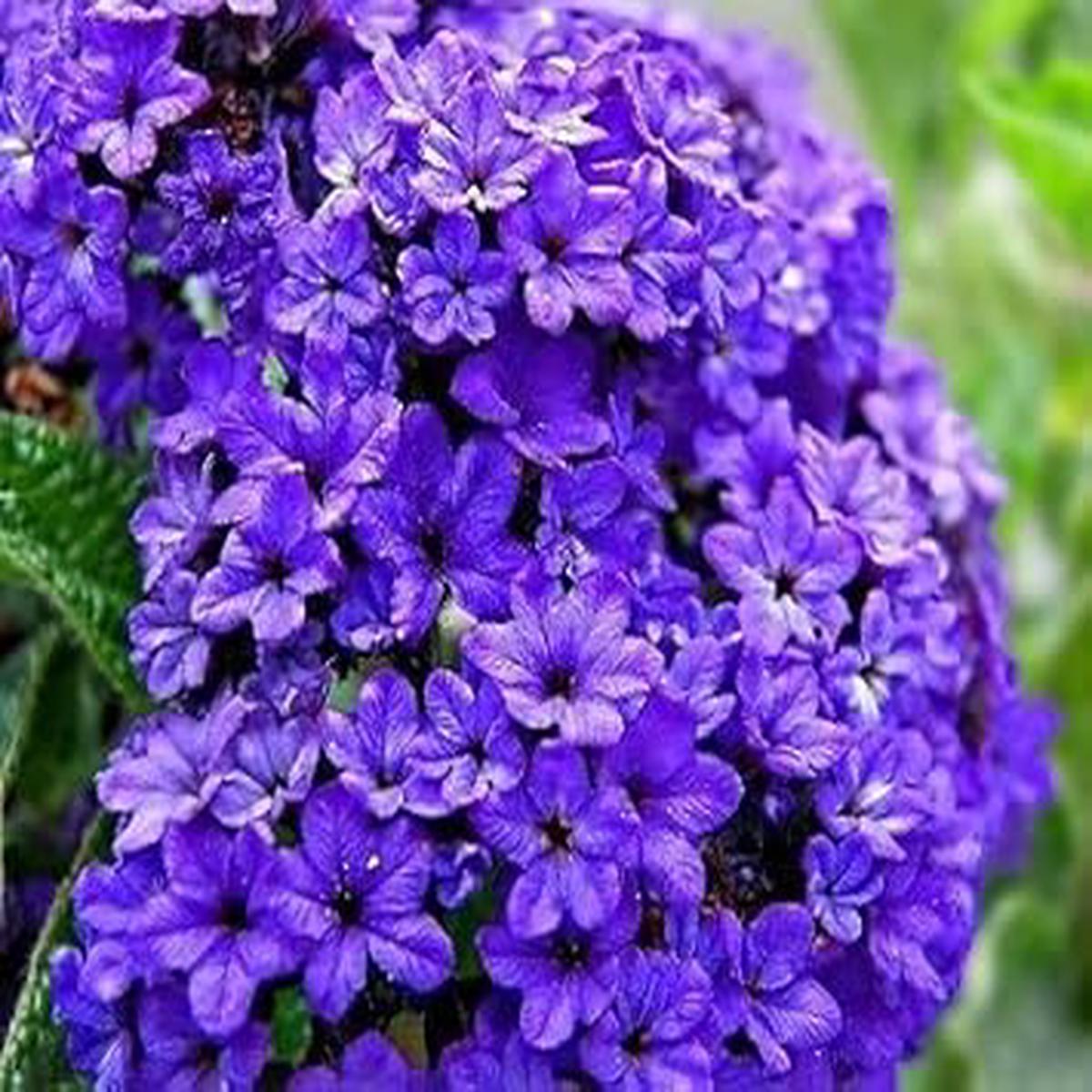 Blue Marine Flower seeds for Planting – Hardy Variety, Heirloom & GMO Free Seeds for Home Garden