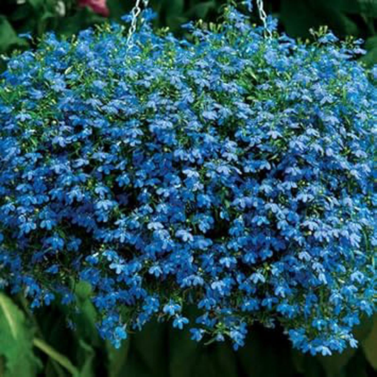 Blue Sapphire Flower seeds for Planting - Cut Flower Favorite, Heirloom & GMO Free Seeds for Home Garden