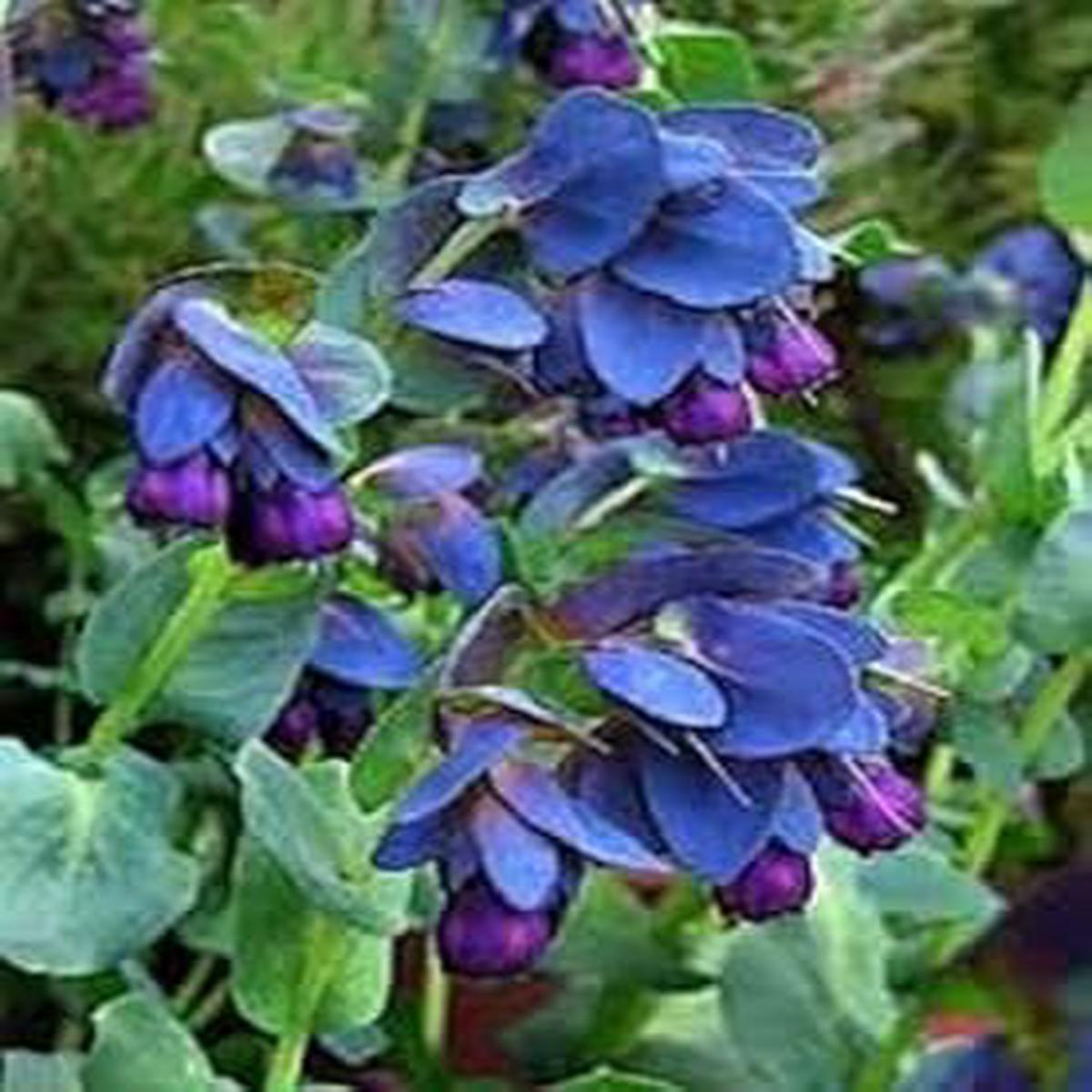 Blue Shrimp Flower seeds for Planting – Seasonal Bloomer, Heirloom & GMO Free Seeds for Home Garden