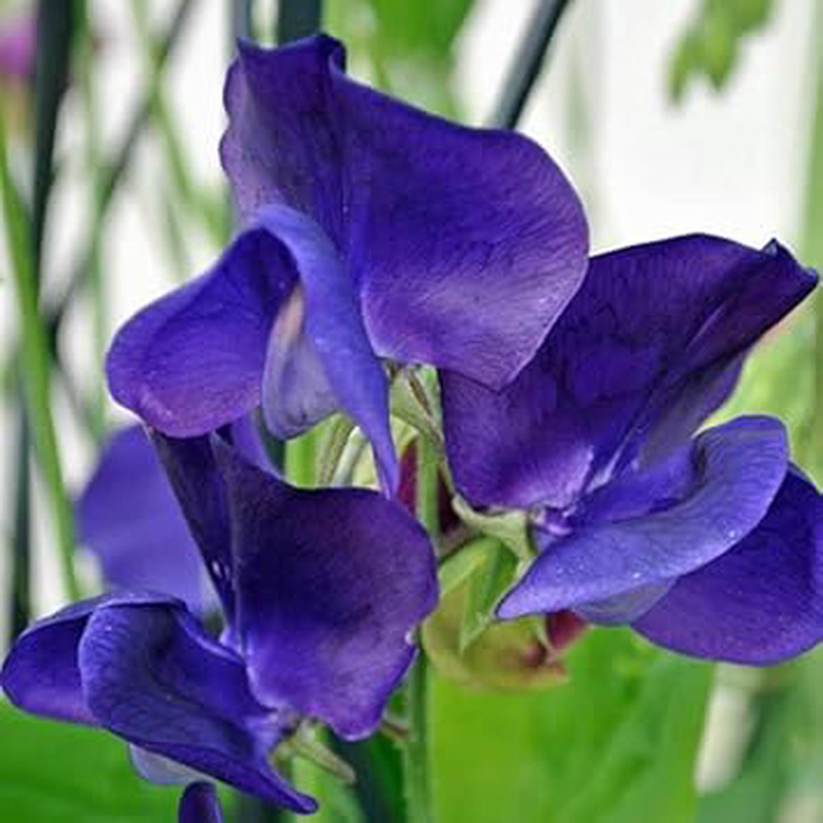 Blue Sweet Pea Flower Seeds for Planting  Fragrant Heirloom Non-GMO Seeds