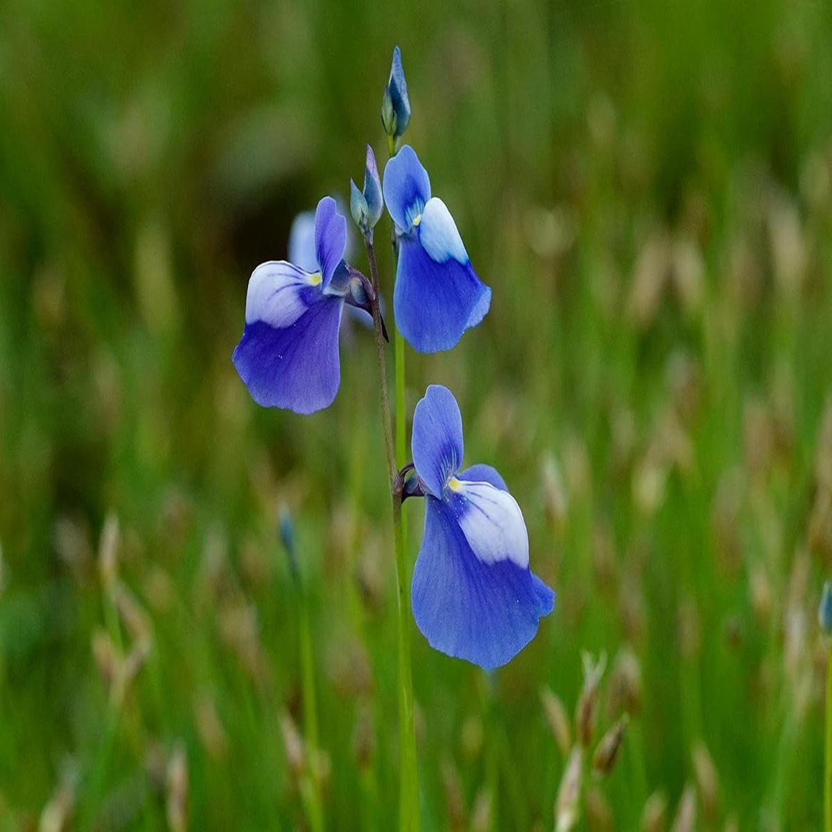 Blue Utricularia Flower seeds for Planting – Seasonal Bloomer, Heirloom & GMO Free Seeds for Home Garden