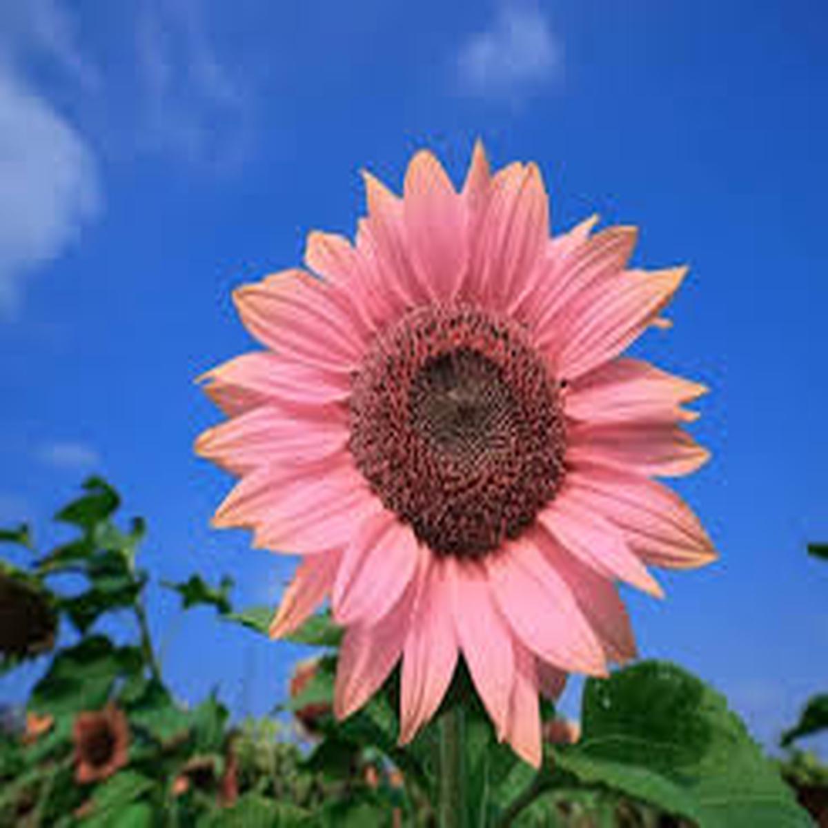 Bright Pink Sunflower Seeds for Planting  Heirloom, Non-GMO, High Germination Seeds for Unique and Vibrant Garden Blooms