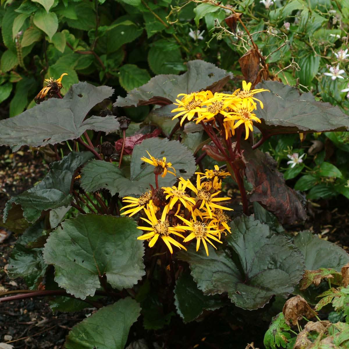 Britt-Marie Crawford Flower Seeds for Planting  Bold Foliage and Garden Blooms