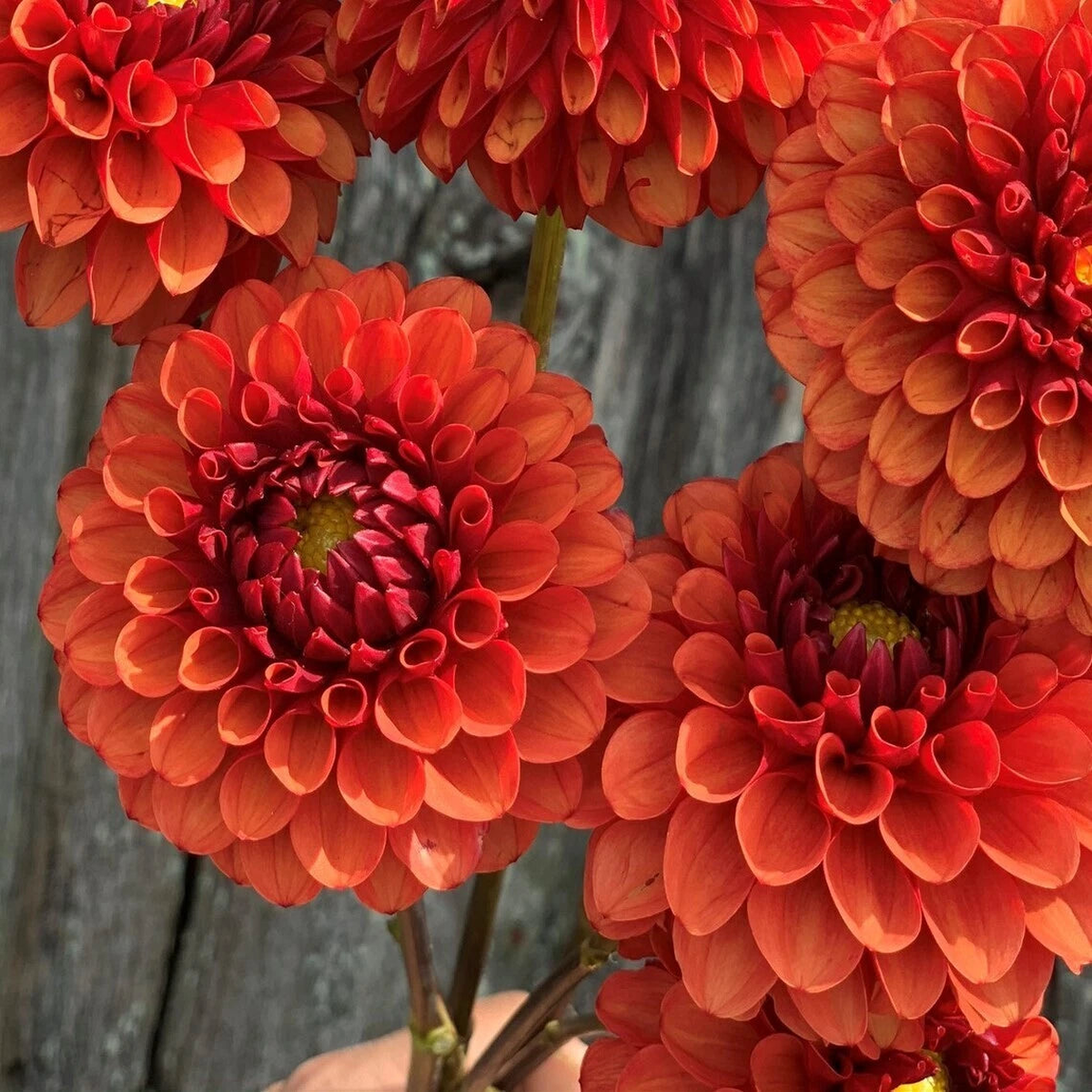 Brown Sugar Dahlia Seeds Flower Perennial Flowers Seeds Flowering US Seeds  Heirloom, Non-GMO, High Germination Organic Garden Seeds