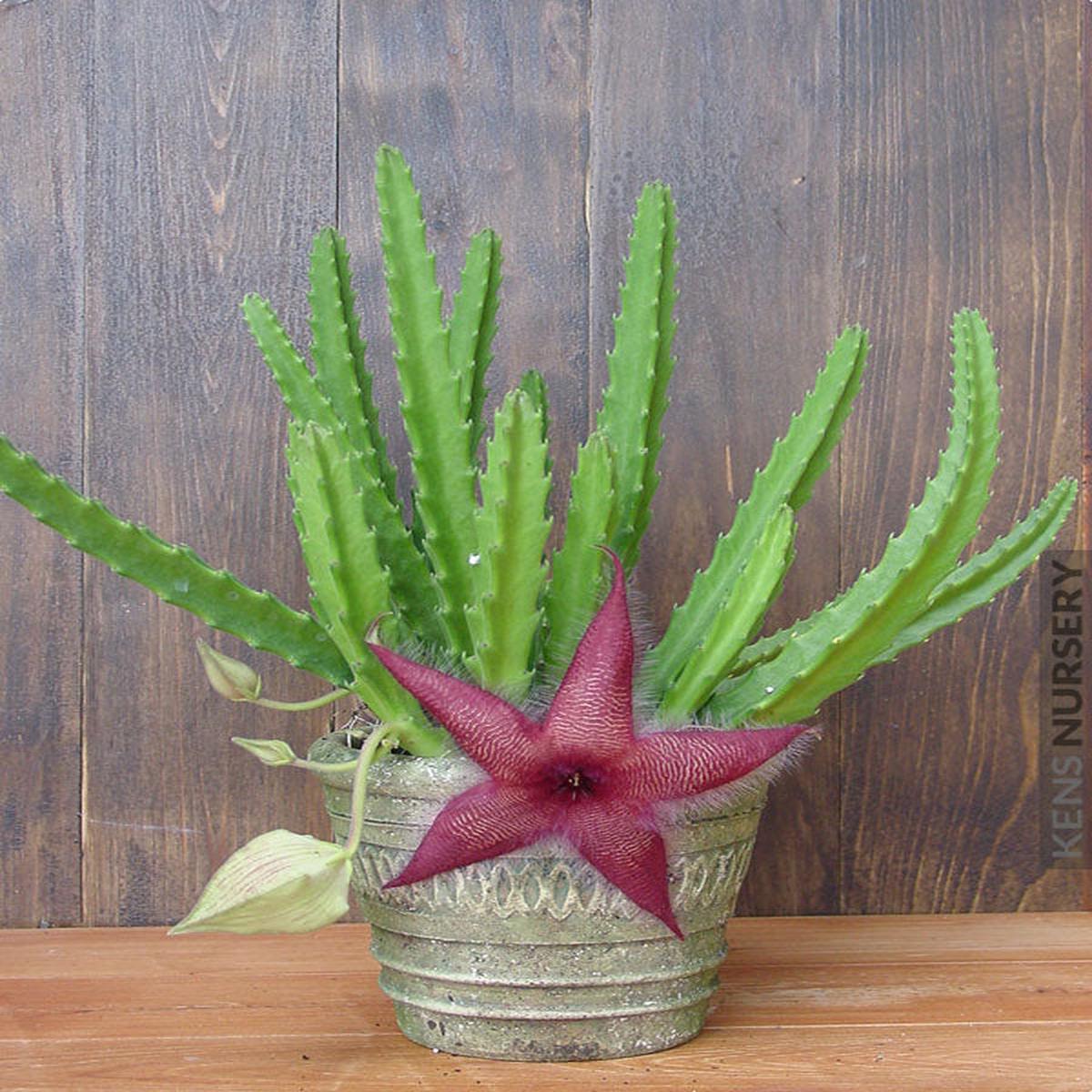 Burgundy Stapelia Seeds for Planting  Heirloom, Non-GMO, Fragrant Blossoms, High Germination