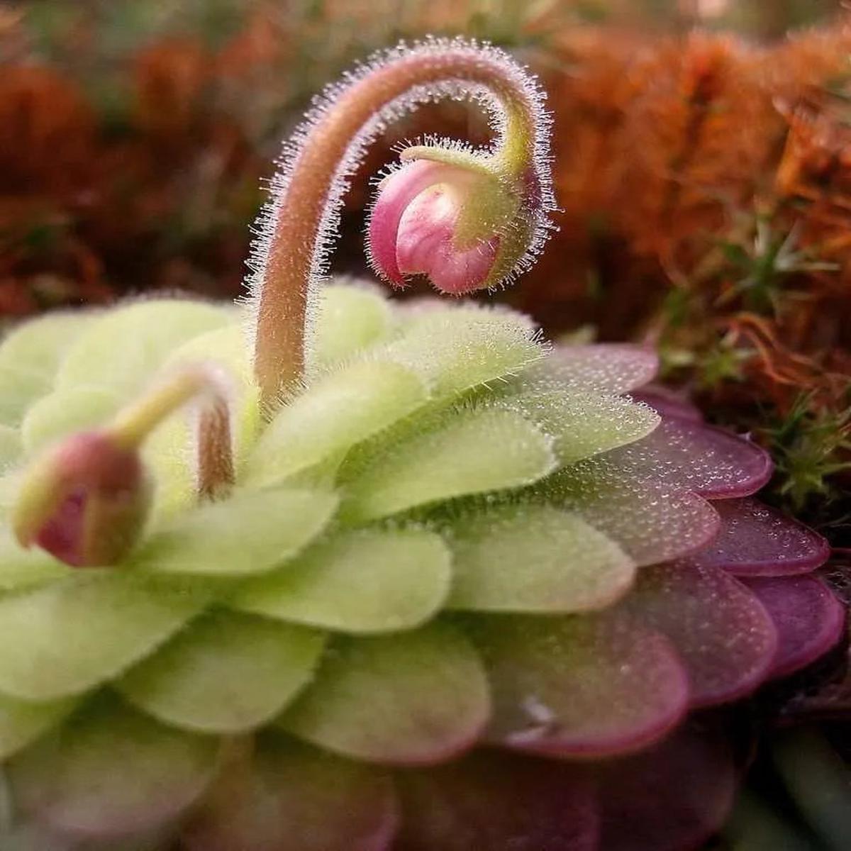 Butterwort Flower seeds for Planting – Easy to Grow, Heirloom & GMO Free Seeds for Home Garden