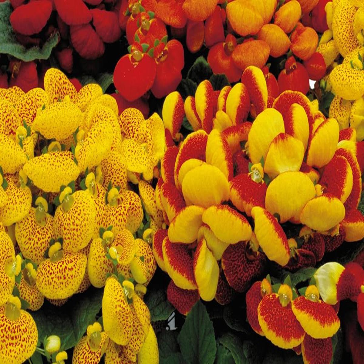 Calceolaria Flower Seeds for Planting, 100 pcs