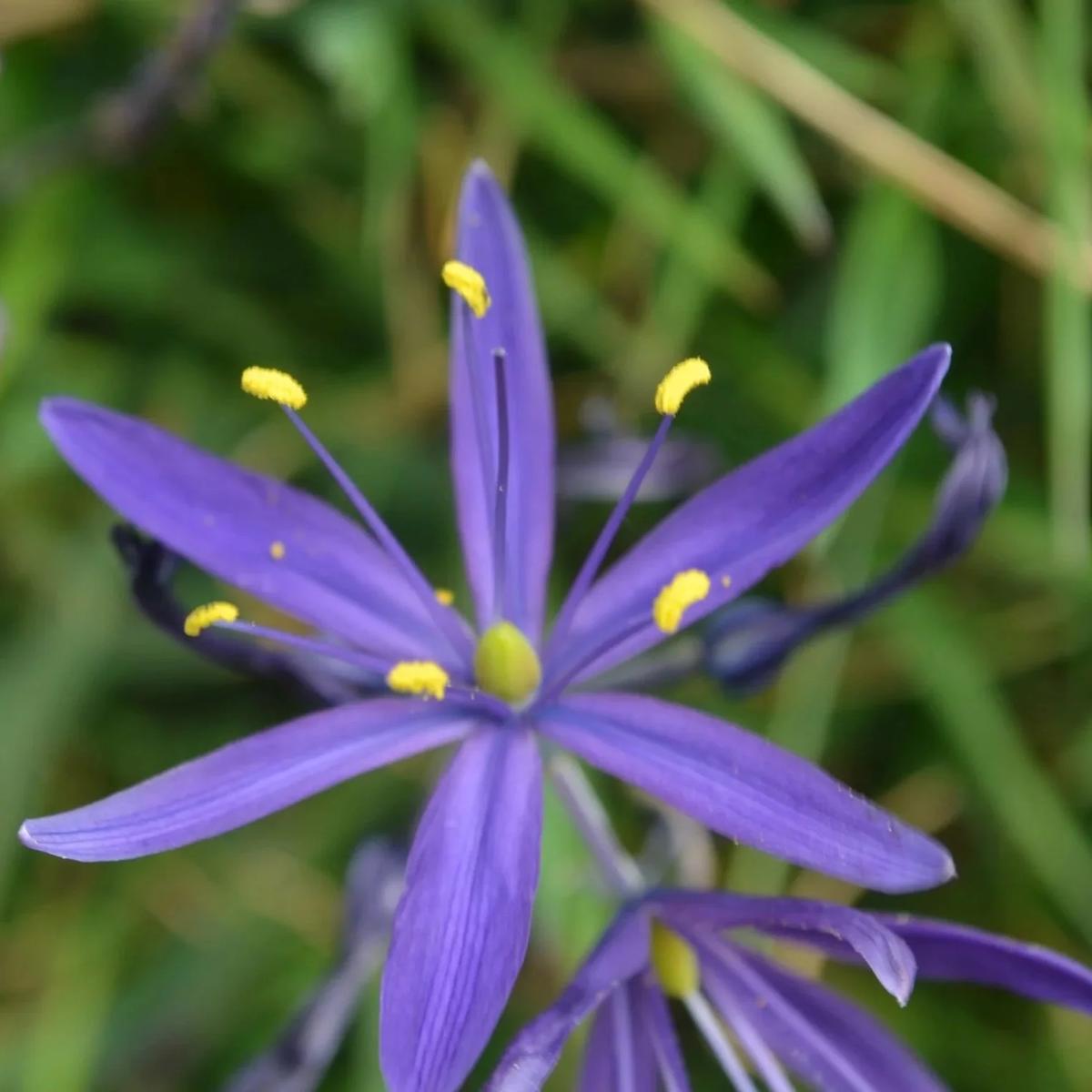 Camassia Quamash Flower Seeds for Planting  Heirloom, Non-GMO, Perennial Bulb