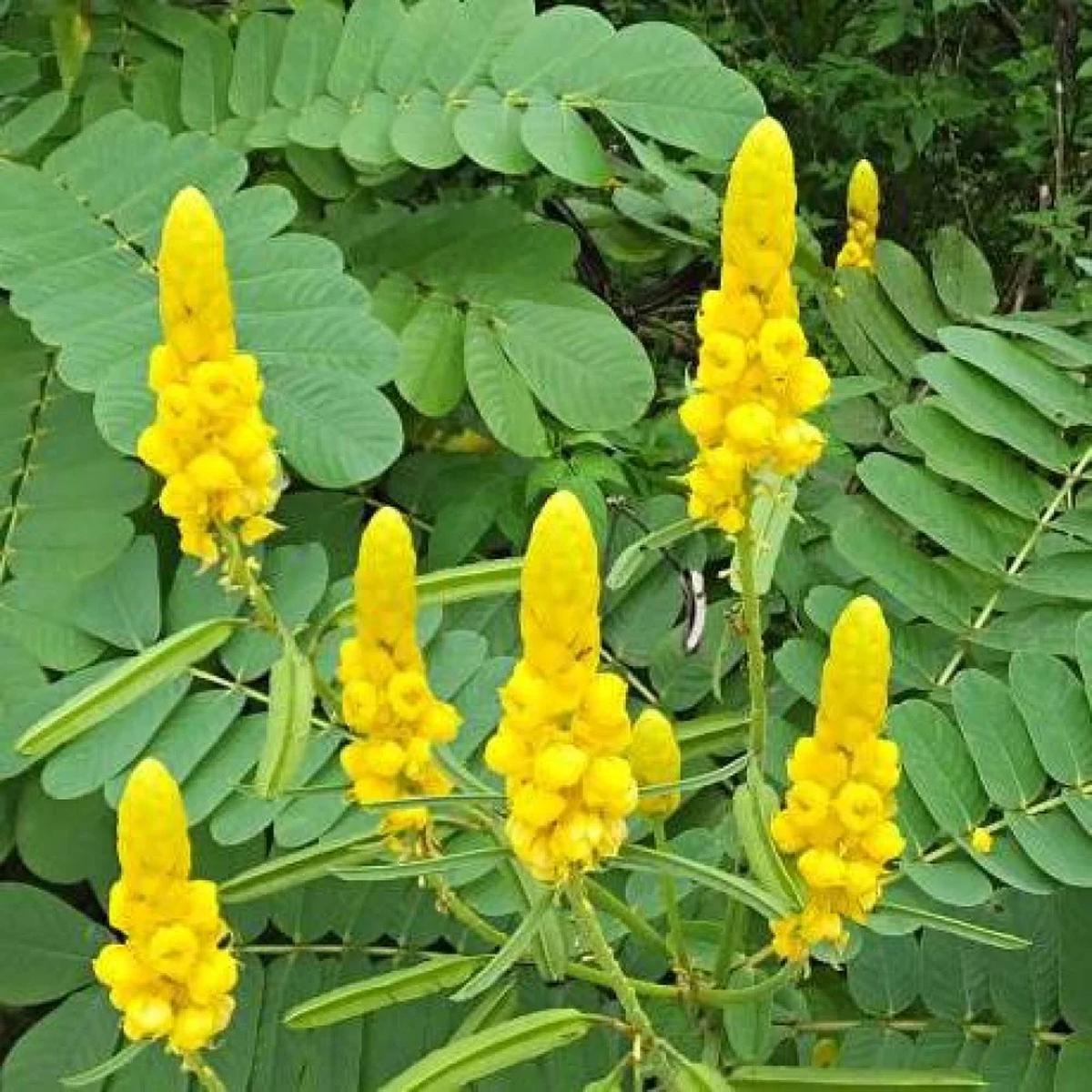 Cassia Alata Flower Seeds for Planting Heirloom, Non-GMO, Tropical Shrub