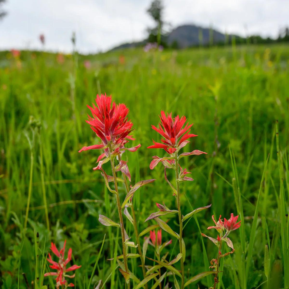 Castilleja Indivisa Flower seeds for Planting, Easy to Grow Heirloom & GMO Free Seeds for Home Garden