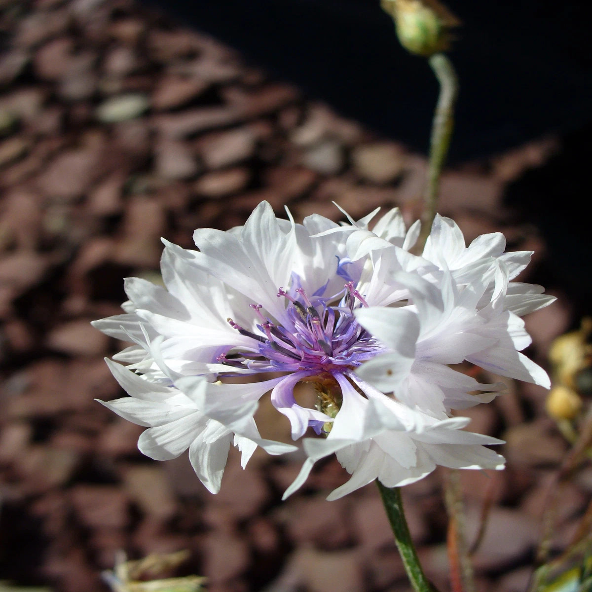 CENTAUREA CYANUS Seeds White Cornflower shipping  Heirloom, Non-GMO, High Germination Organic Garden Seeds