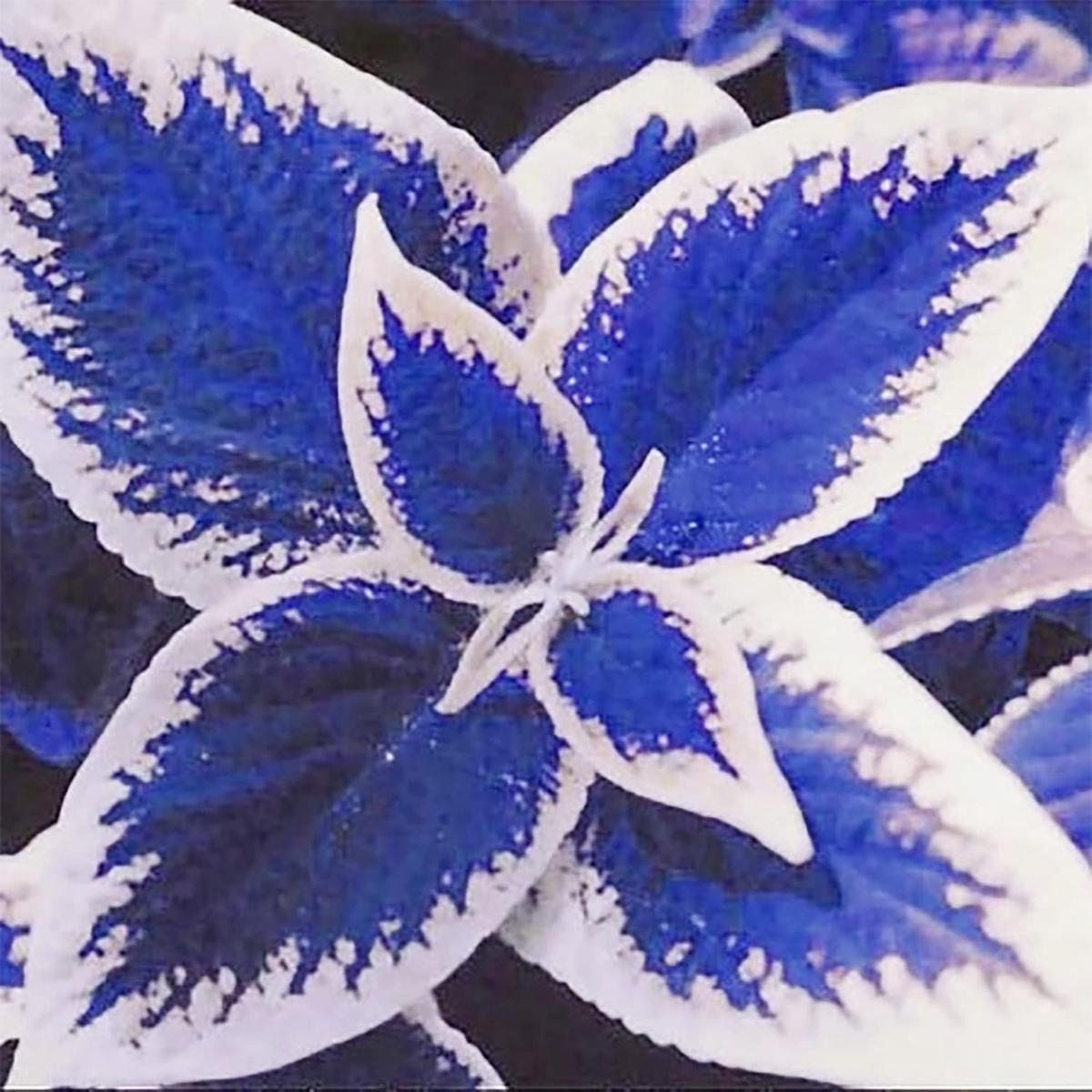 Coleus Seeds for Planting Blue and White