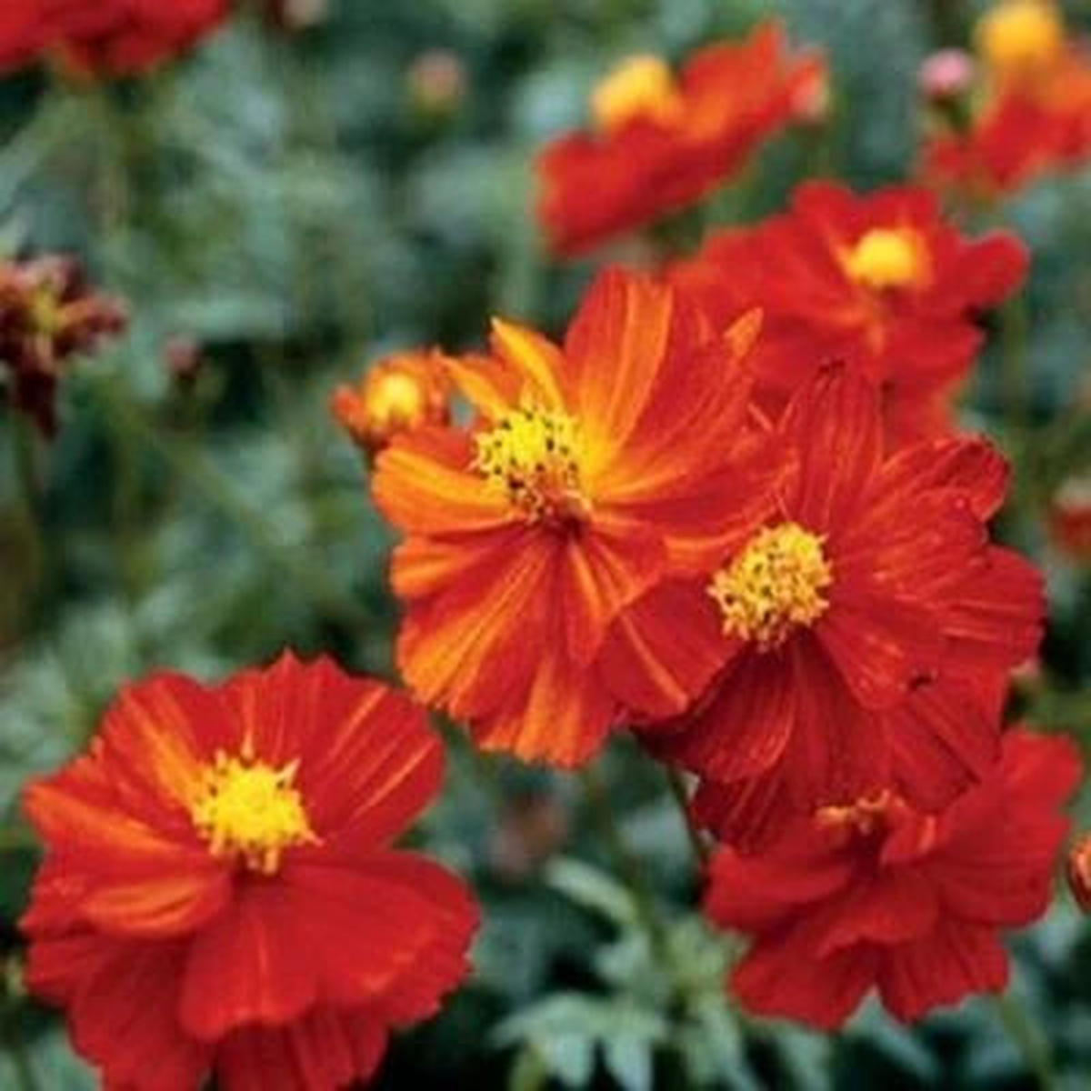Cosmos Dwarf Red Sulphur Seeds for Planting Ct Flower Cosmos SULPHUREUS USA ANNUAL Bees  Heirloom, Non-GMO