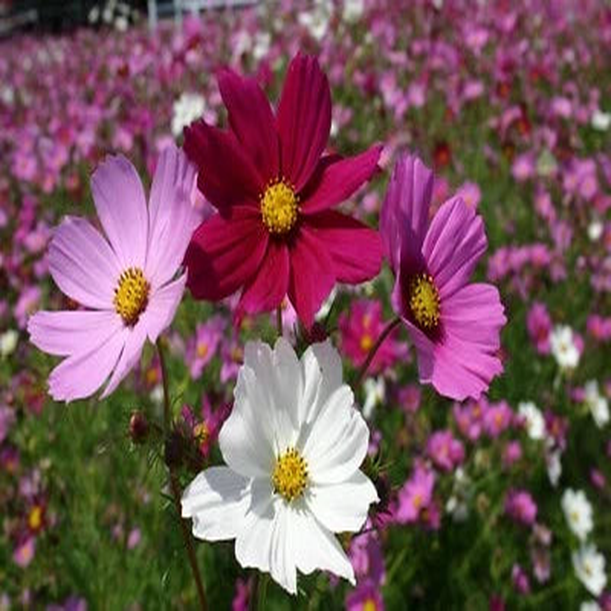 Cosmos Seeds for Planting Sensation Mix Ct Flower Garden ANNUAL USA SELLER  Heirloom, Non-GMO