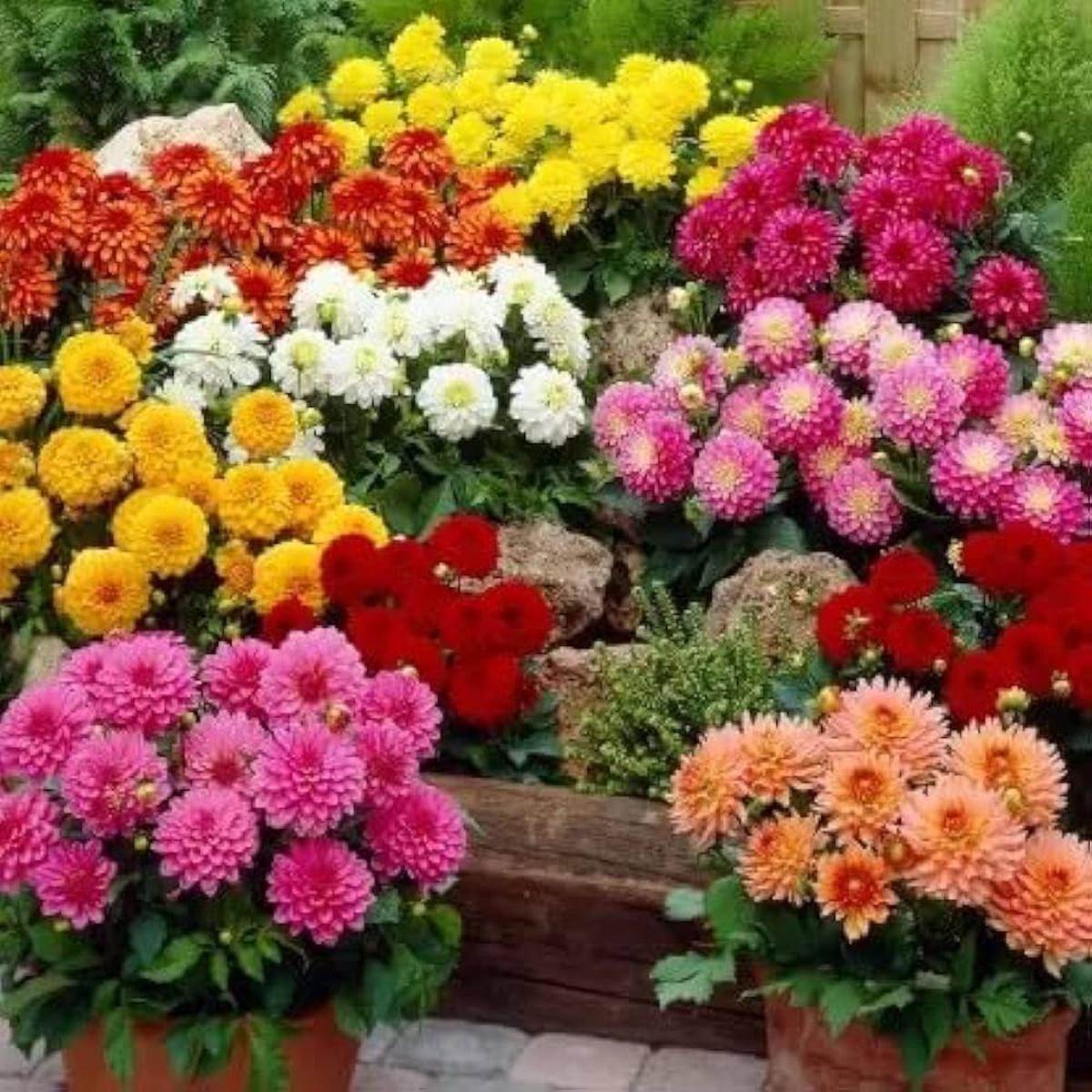 Dahlia Seeds for Planting – Gorgeous Blooms for Home Garden & Flower Bed