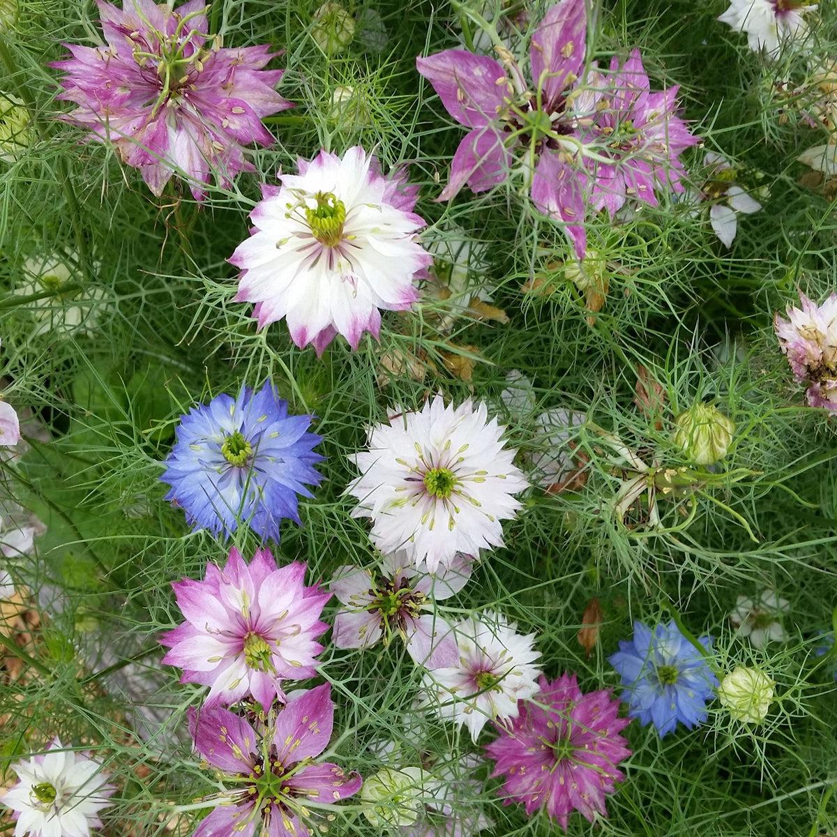 Damascena Flower seeds for Planting – Hardy Variety, Heirloom & GMO Free Seeds for Home Garden
