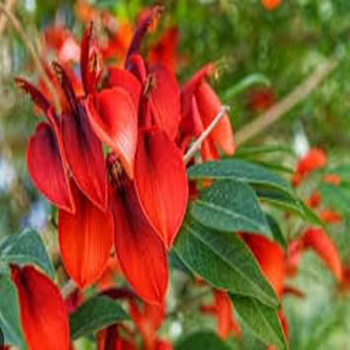 Dark Orange Erythrina Crista Galli Flower Seeds for Planting  Non-GMO, Heirloom, High Germination Seeds