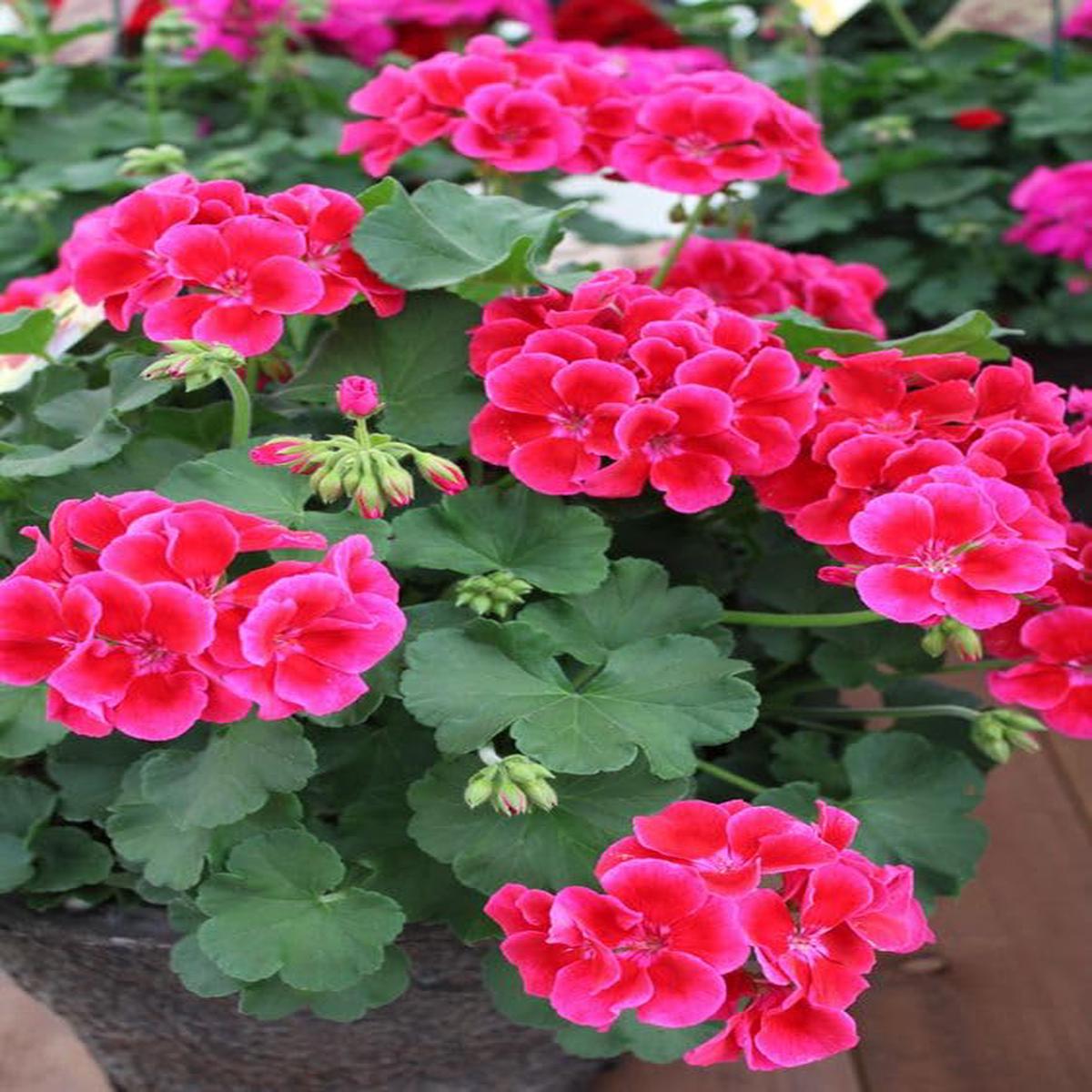 Dark Pink Geranium Flower Seeds for Planting Wildflower Mix, Heirloom, Non-GMO, High Germination Organic Garden Seeds