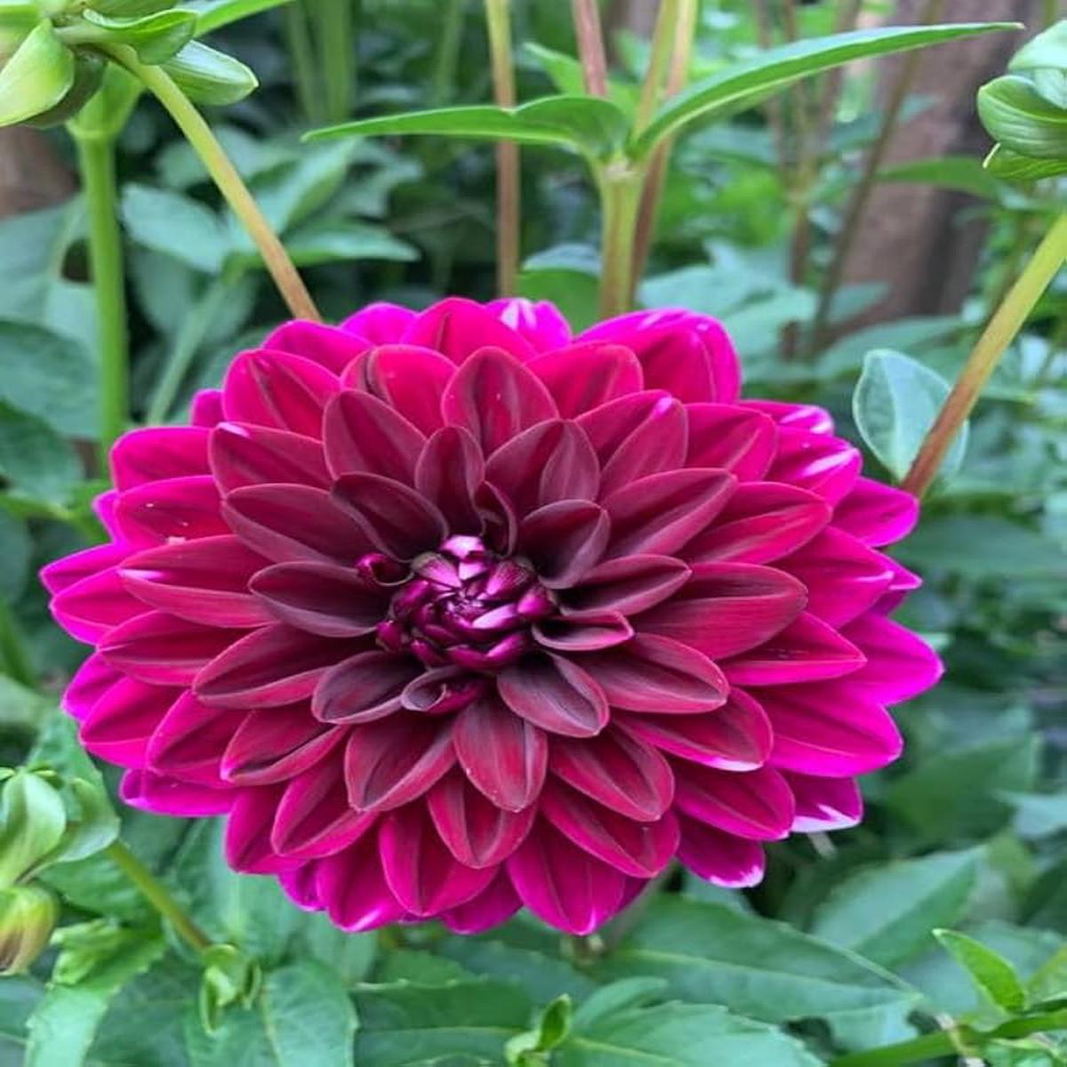 Dark Pink Two Color Dahlia Flower Seeds for Planting  Heirloom Non-GMO High Germination Seeds