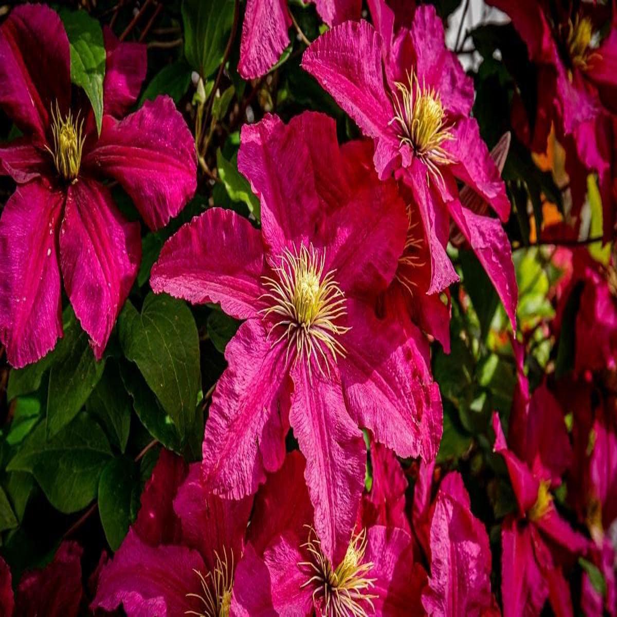 Deep Pink Clematis Flower Seeds for Planting – NON GMO Seeds