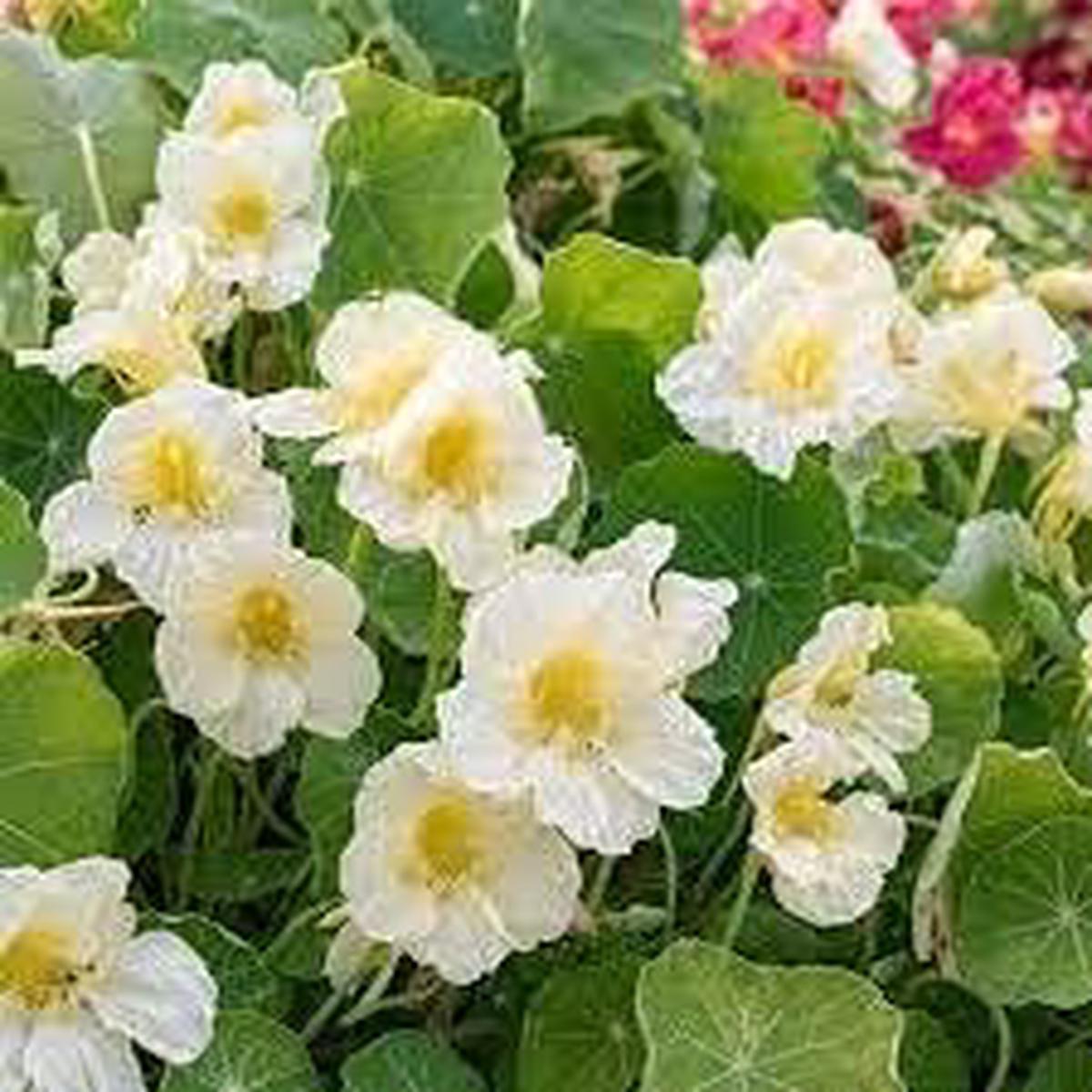 Deep Red Bougainvillea Seeds Low Maintenance Heirloom & NonGMO for Home Gardens Sale