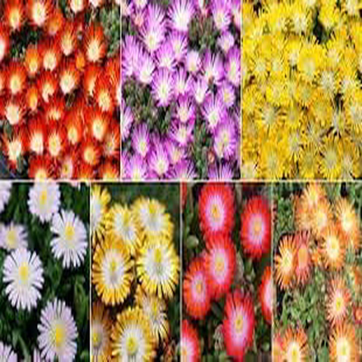 Delosperma Flower Seeds for Planting Heirloom, Non-GMO, Pollinator Friendly Organic Garden Seeds