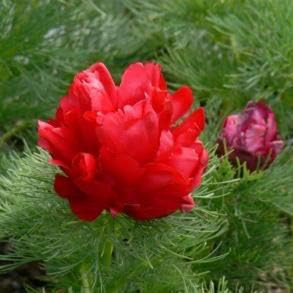 Double Flowering Fernleaf Peony Seeds Heirloom Non-GMO Blooms for Garden Planting