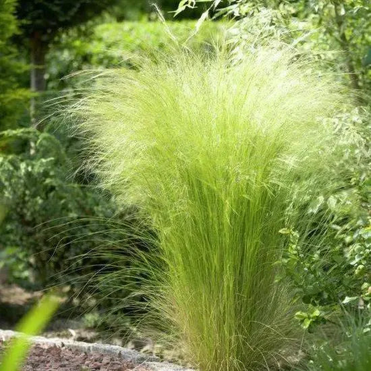 Drought Tolerant, Vigorous Growth, Perennial Grass, Perennial Grass Stipa Tenuissima Cut Flower  Heirloom, Non-GMO, High Germination Organic Garden Seeds