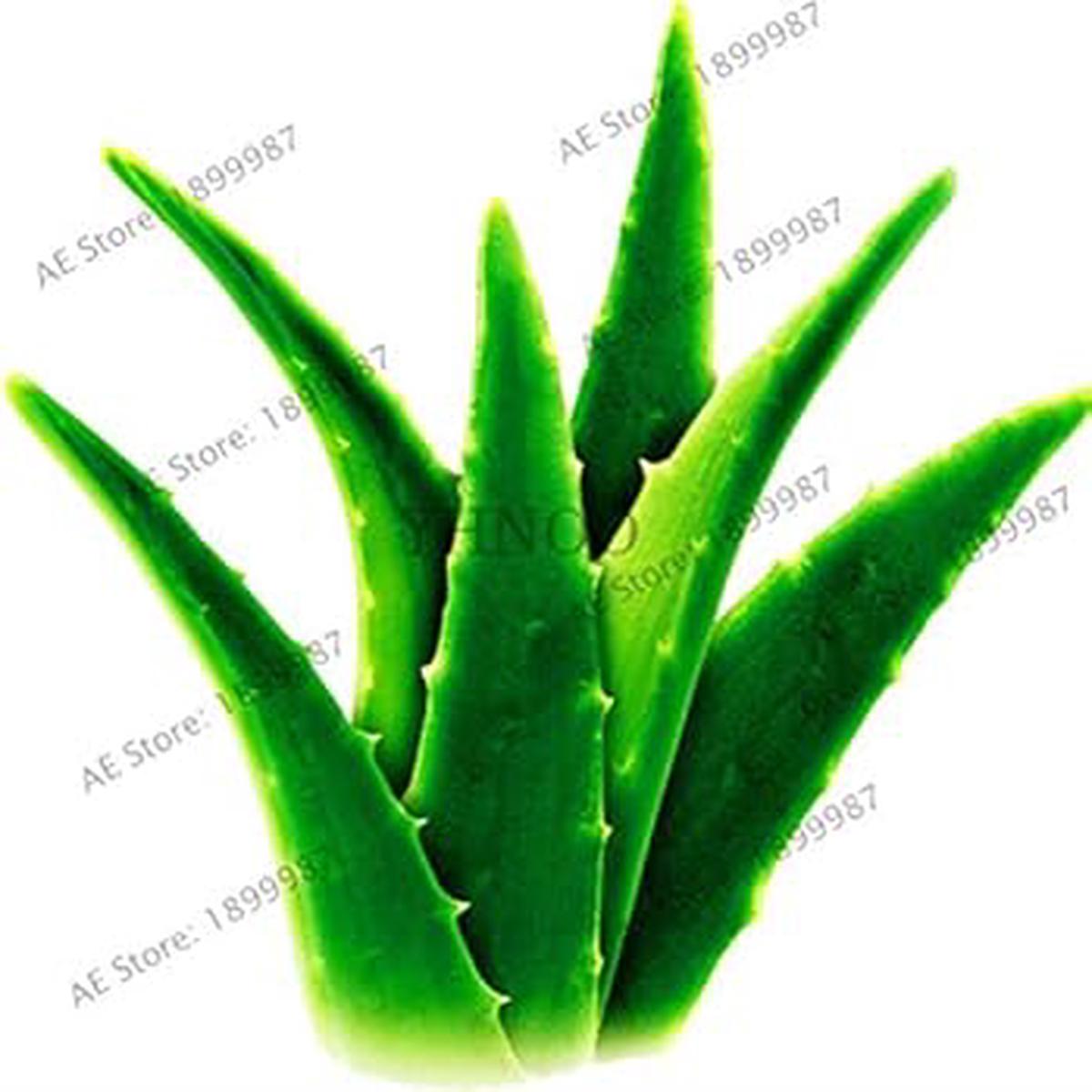 Edible Aloe Vera Plant Seeds for Planting NON GMO Heirloom Seeds, High Germination, Organic Garden