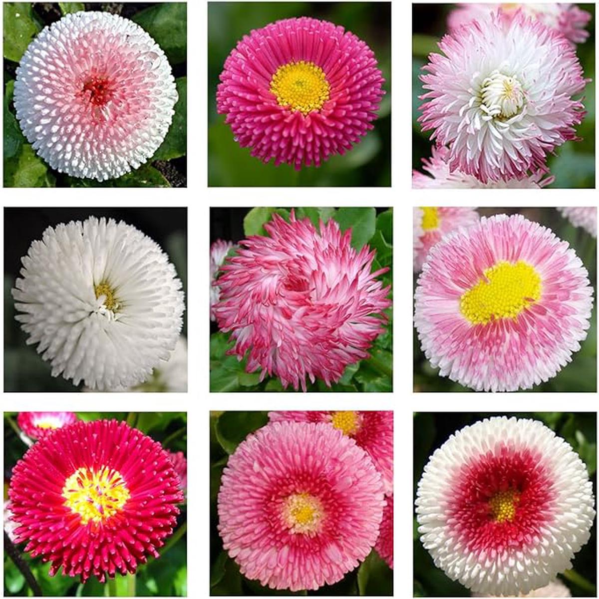 English Daisy Double Mix, Seeds, Elegant Cut Flower