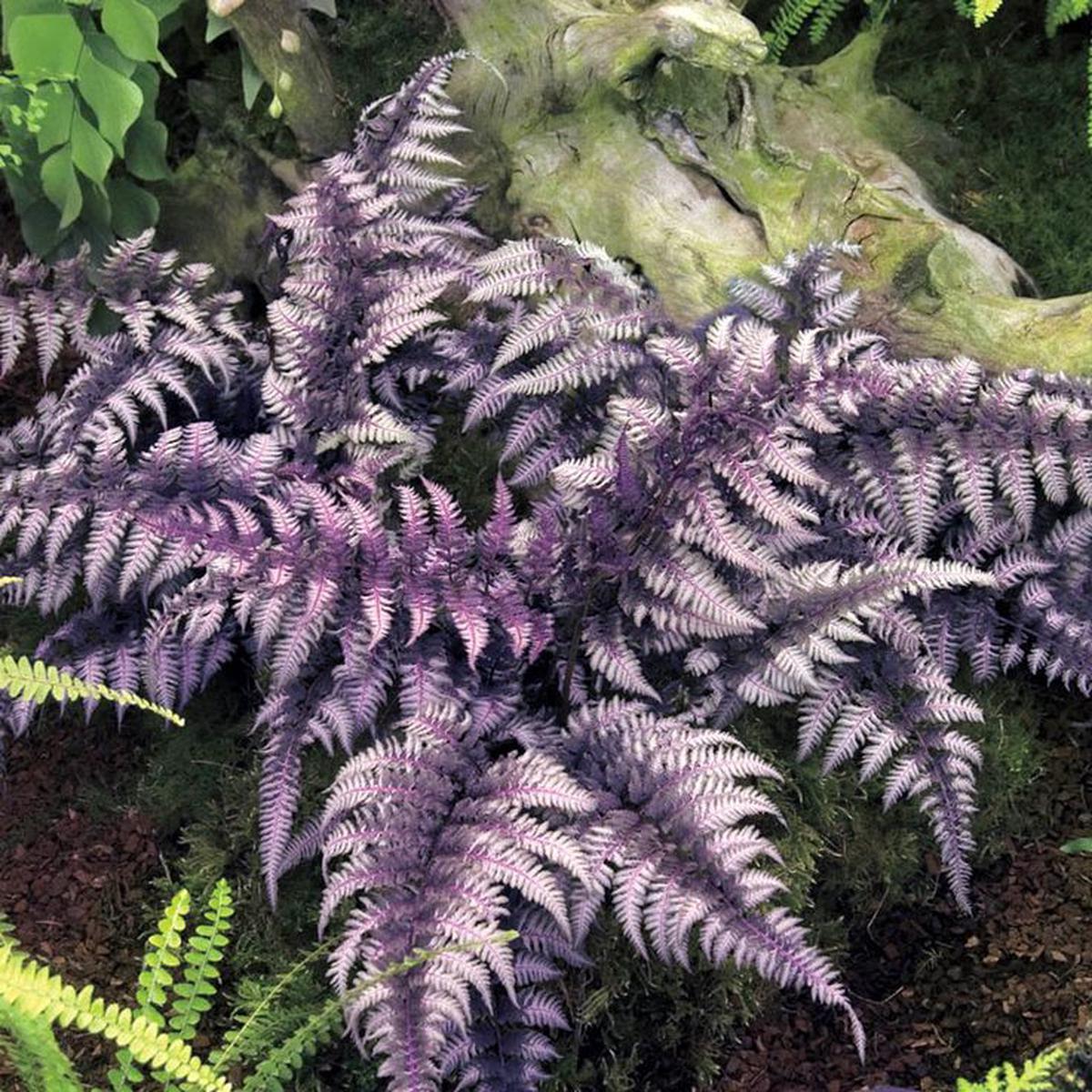 Fern Purple Seeds for Planting  Heirloom, Non-GMO, High Germination, Pollinator Friendly