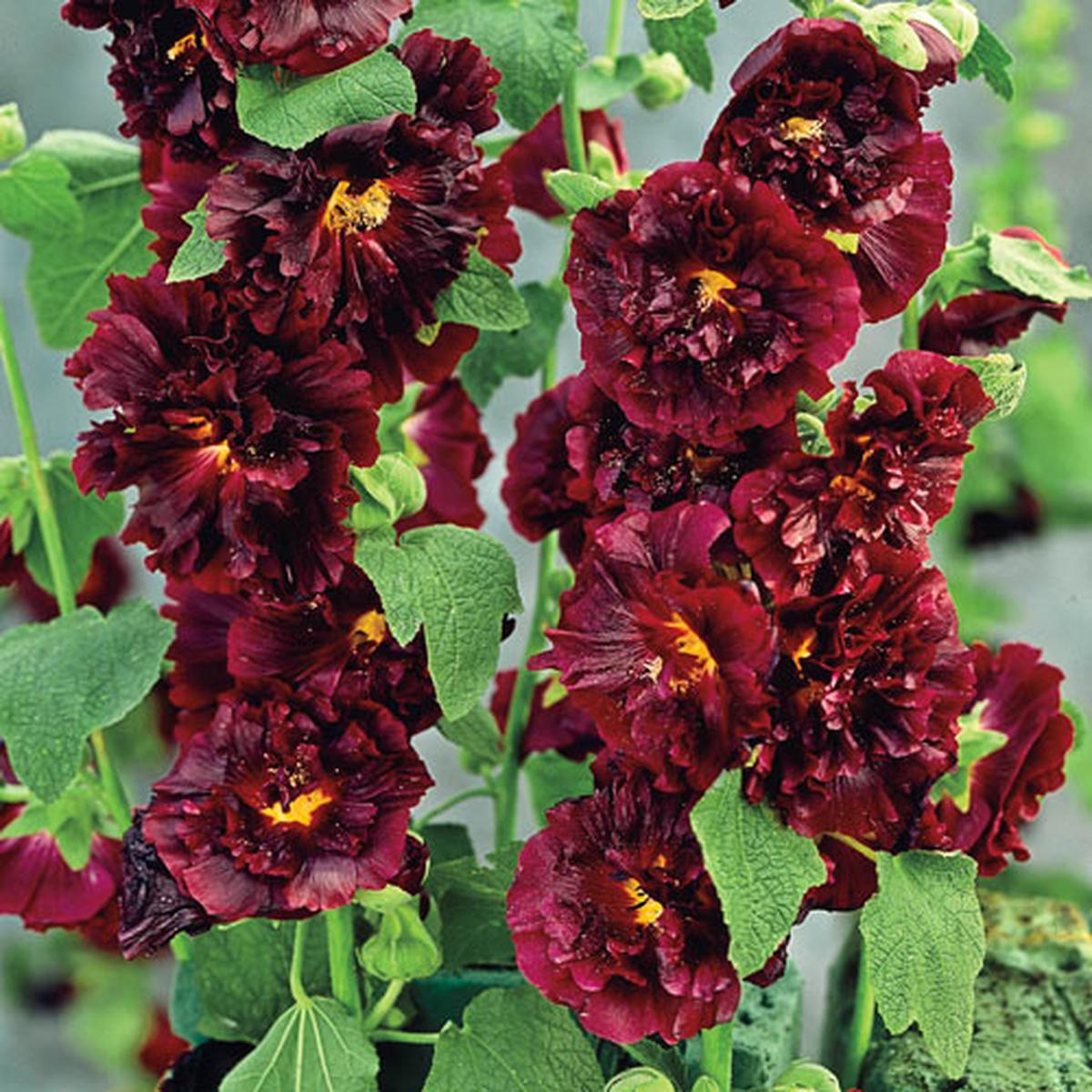 Fresh Althaea Rosea Flower Seeds for Planting  Dark Brown, Heirloom, Non-GMO, High Germination Organic Garden Seeds