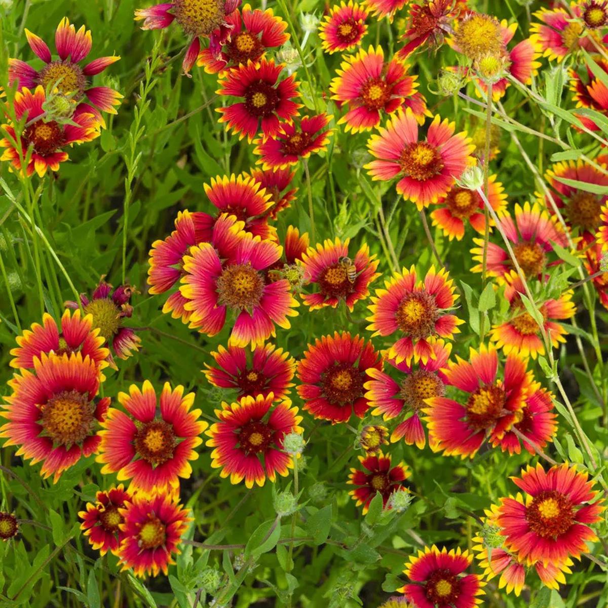 Gaillardia Aristata Flower Seeds for Planting – NON GMO Seeds