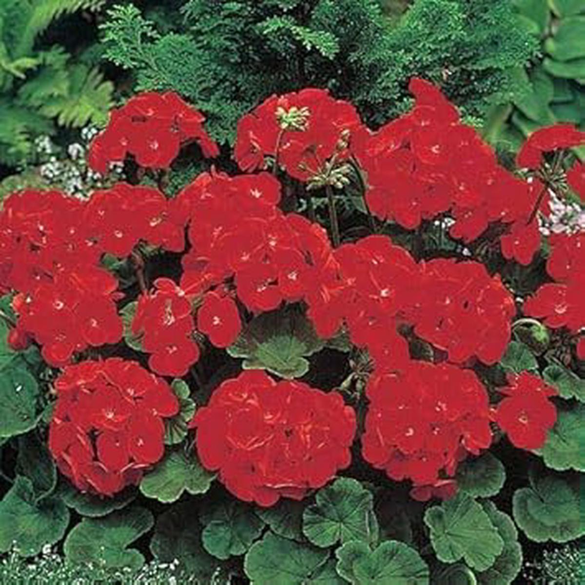 Geranium Deep Red Flower Seeds for Garden Planting  Non-GMO Heirloom Organic Garden Seeds, High Germination