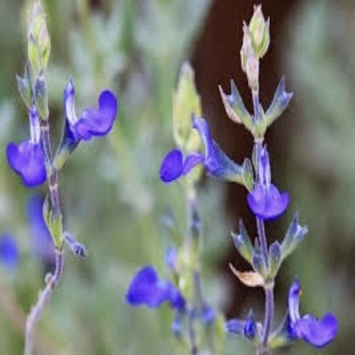 Germander sage Blue Sage Salvia Chamaedryoides- seeds  Heirloom, Non-GMO, High Germination Organic Garden Seeds