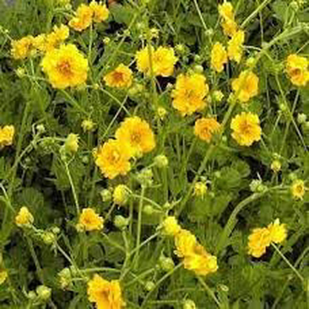Geum Chiloense Flower Seeds for Planting  Heirloom Non-GMO Seeds, High Germination Vibrant Perennial Garden Blooms