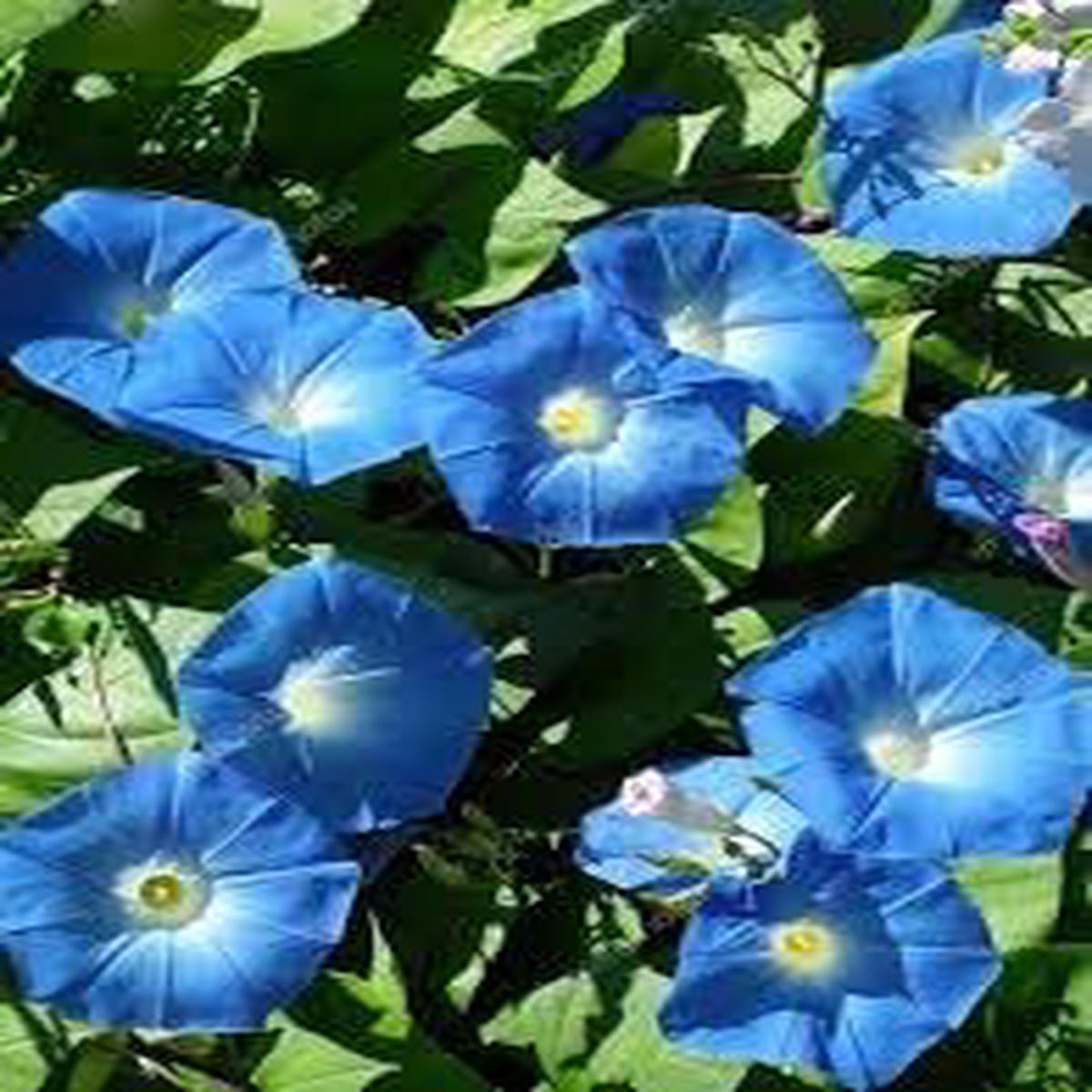 Giant Moon Flower Seeds for Garden Planting Non-GMO Heirloom Organic Garden Seeds, High Germination