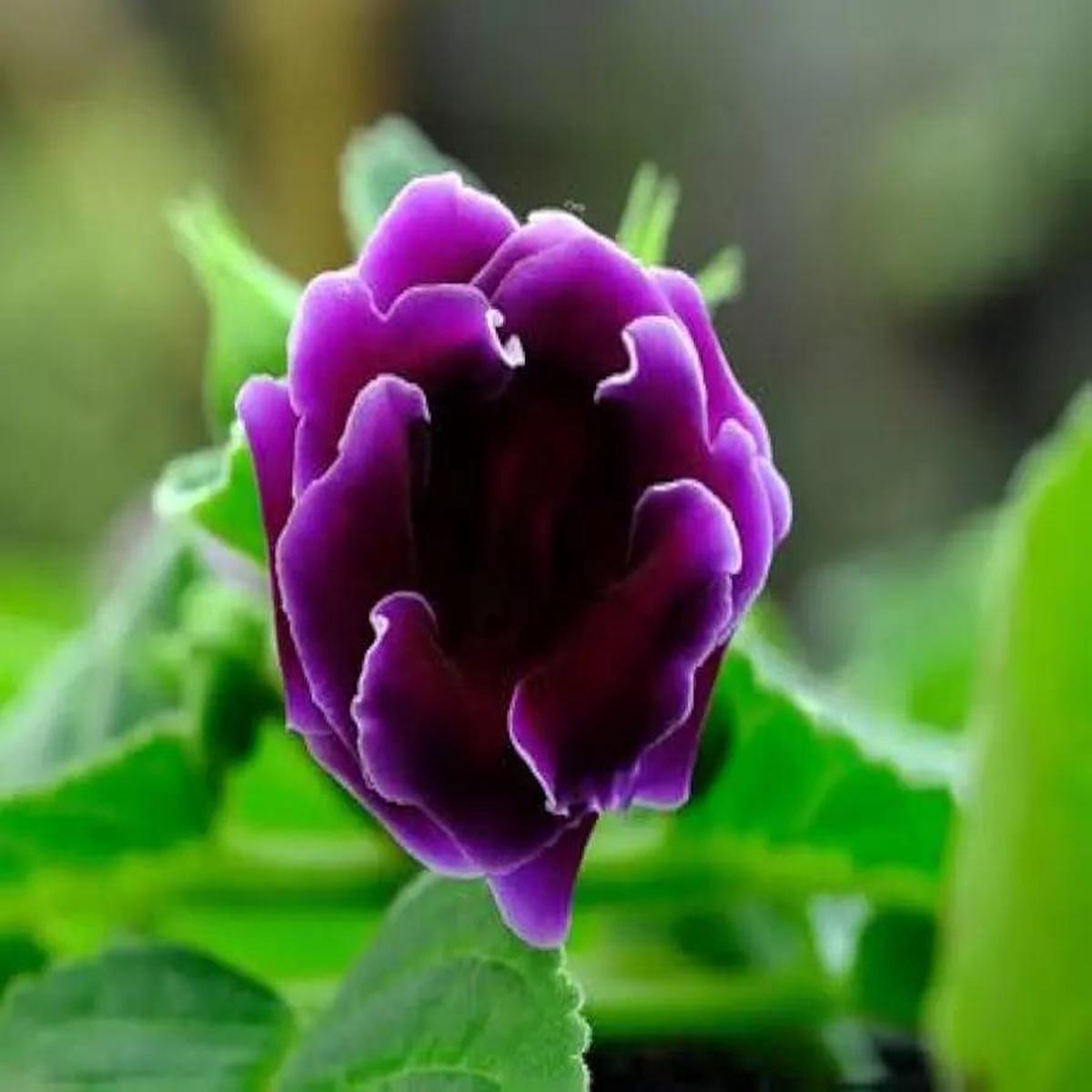 Gloxinia Flower Seeds Pink Purple for Planting – NON GMO Seeds